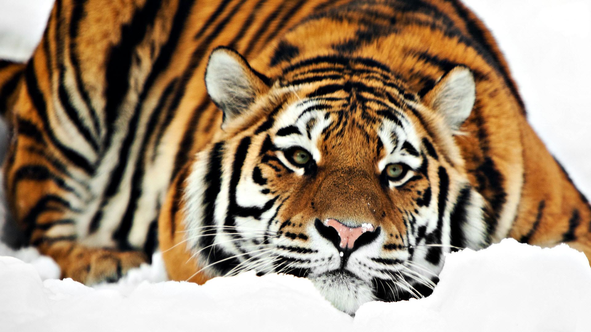 Download full hd Tiger computer wallpaper ID:115764 for free