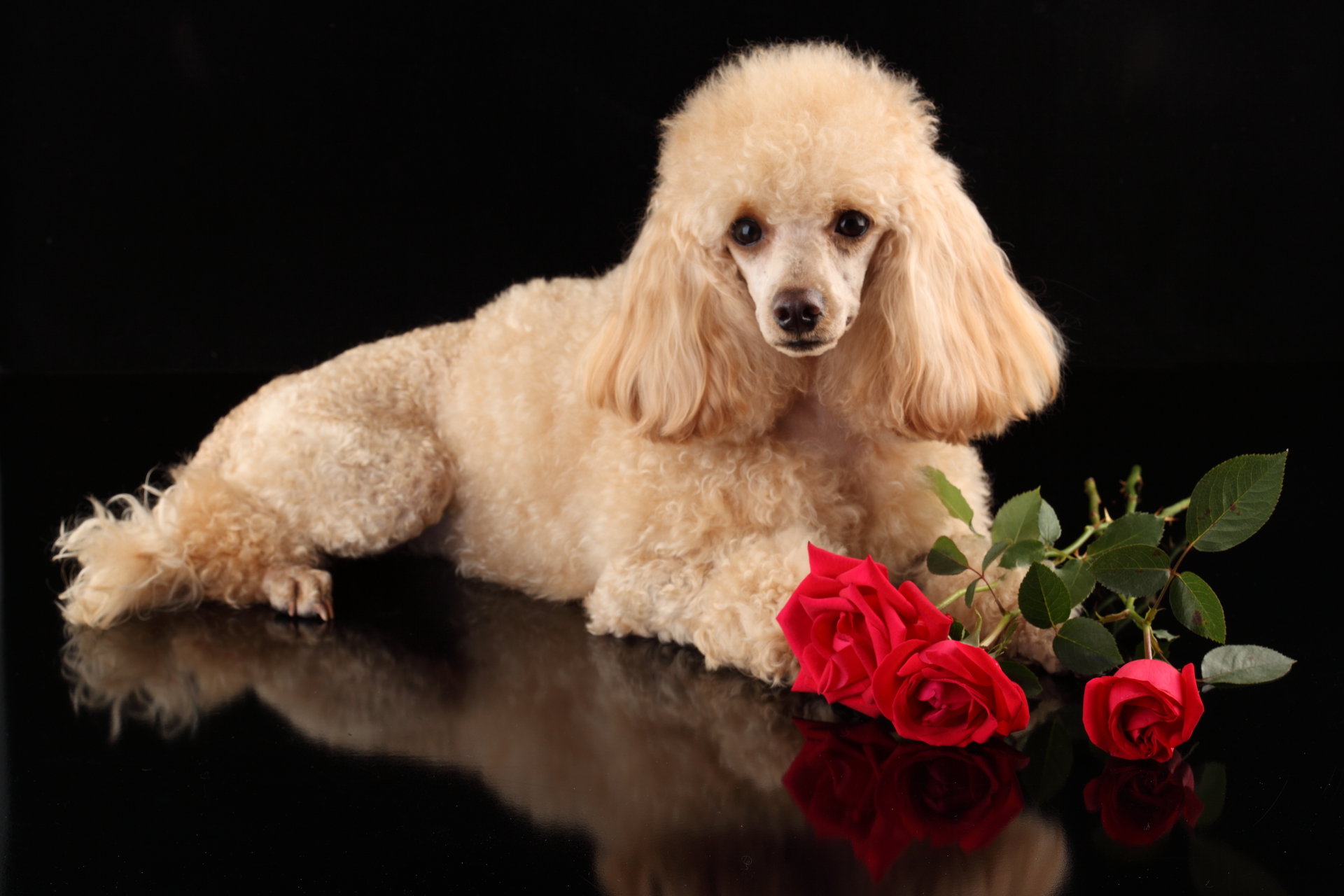Best Poodle background ID:145049 for High Resolution hd 1920x1280 computer