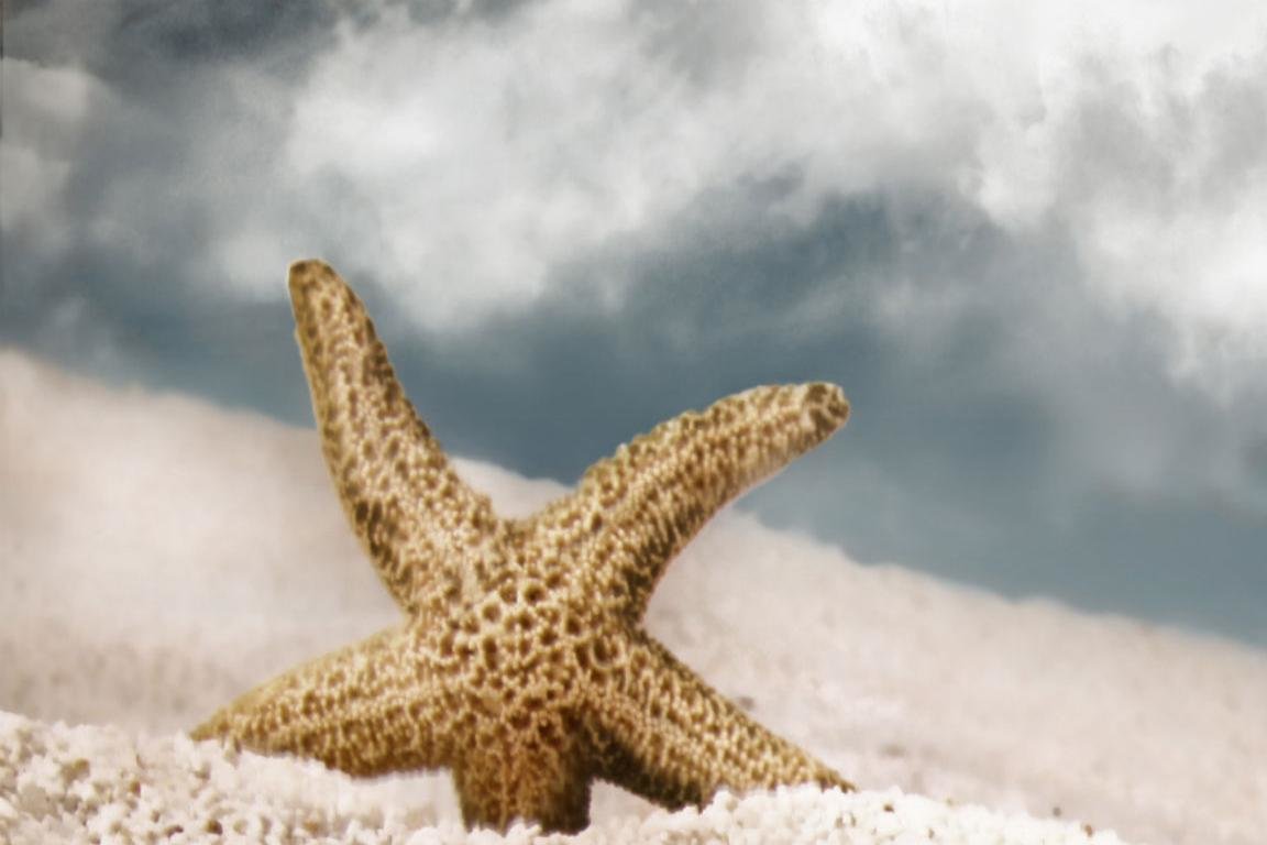 Download hd 1152x768 Starfish computer background ID:29703 for free