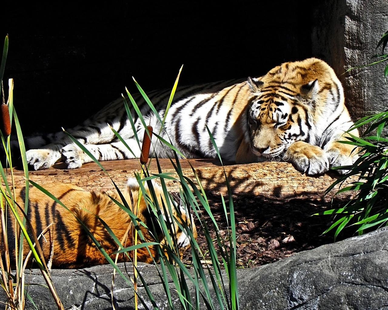 Awesome Tiger free wallpaper ID:116182 for hd 1280x1024 PC