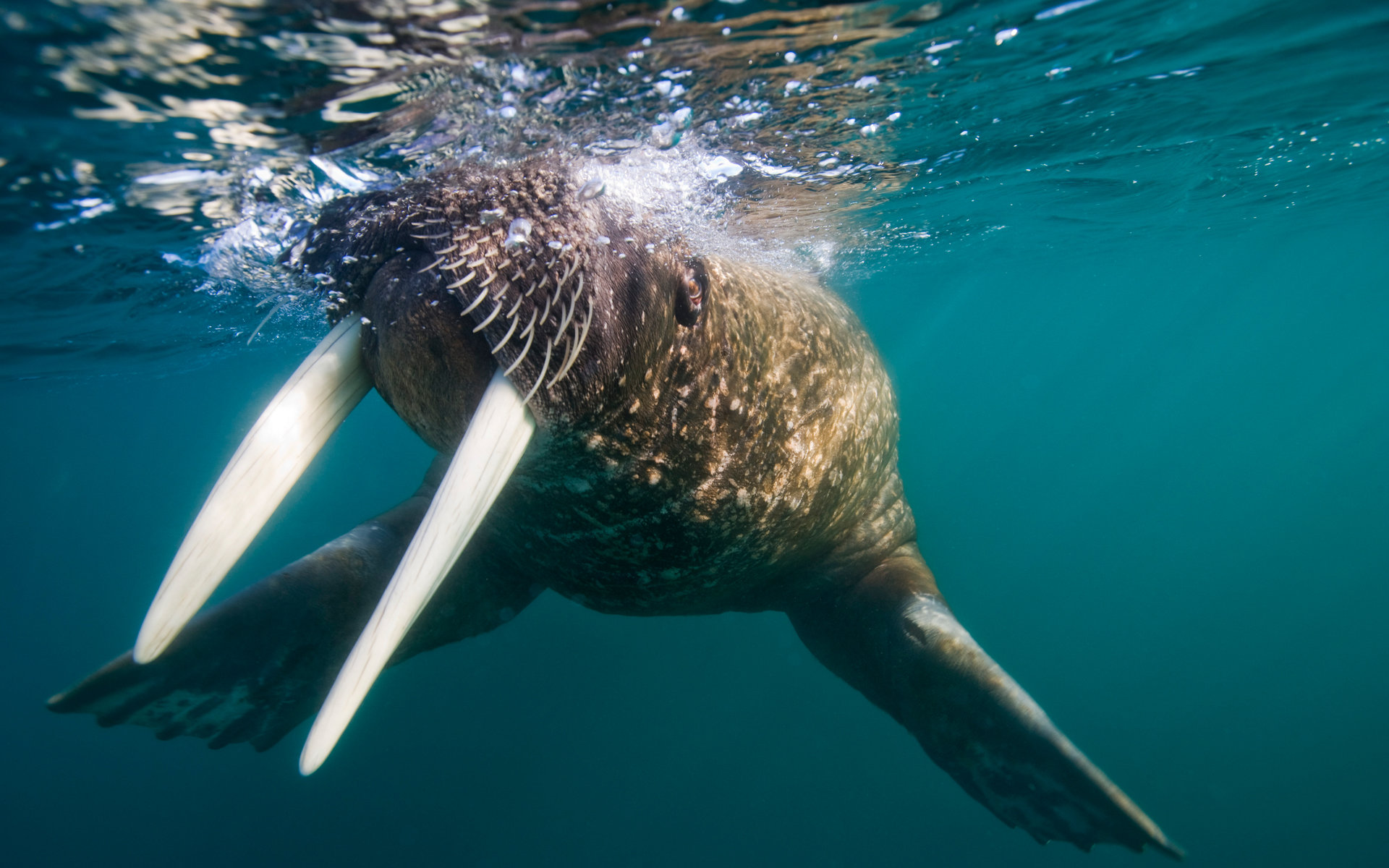 Awesome Walrus free wallpaper ID:394829 for hd 1920x1200 PC