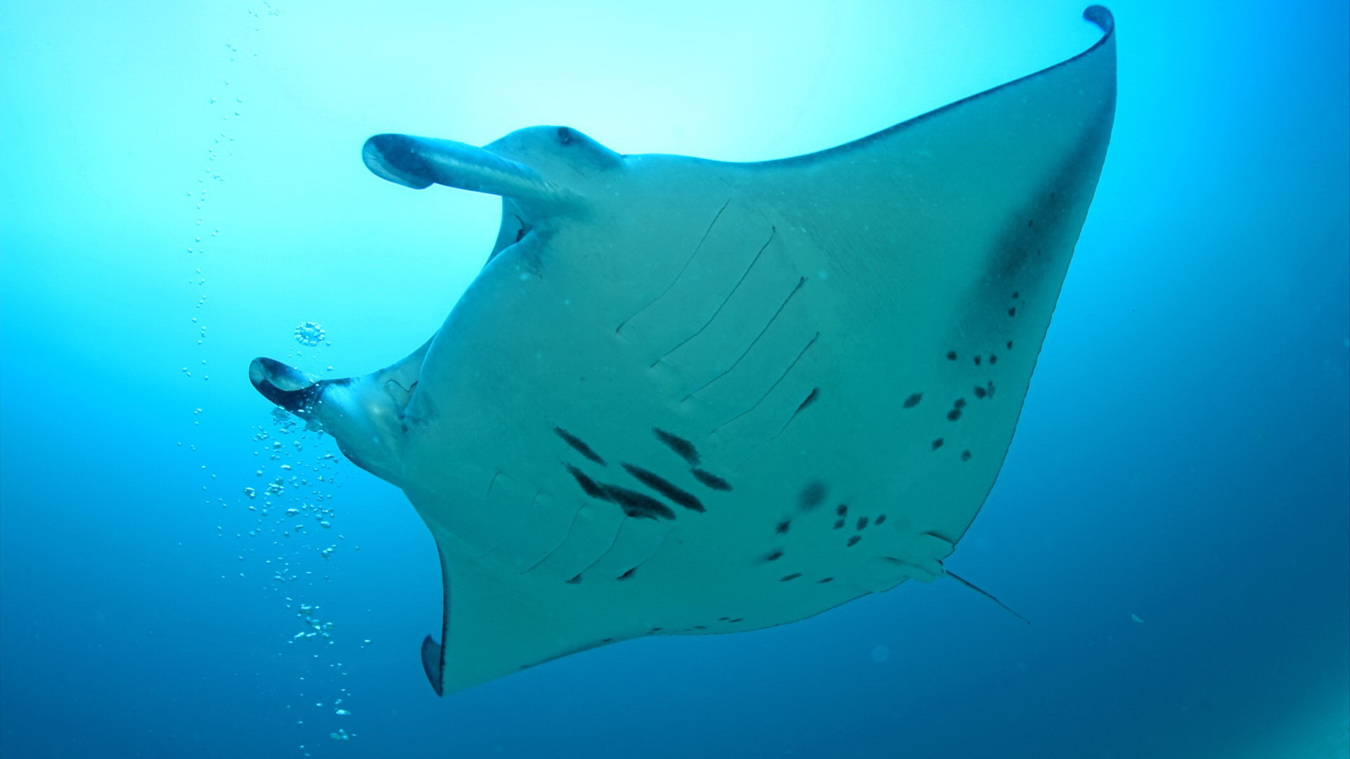 Awesome Manta Ray free wallpaper ID:346048 for full hd 1920x1080 computer