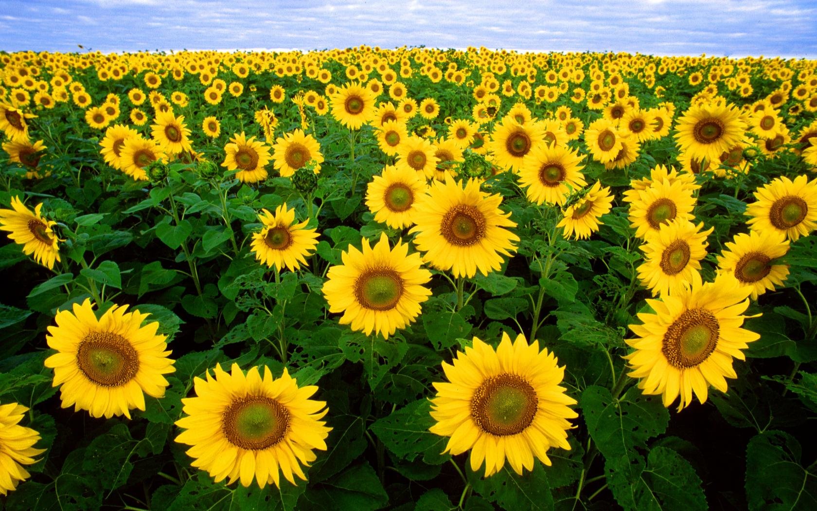 Download hd 1680x1050 Sunflower PC background ID:226328 for free