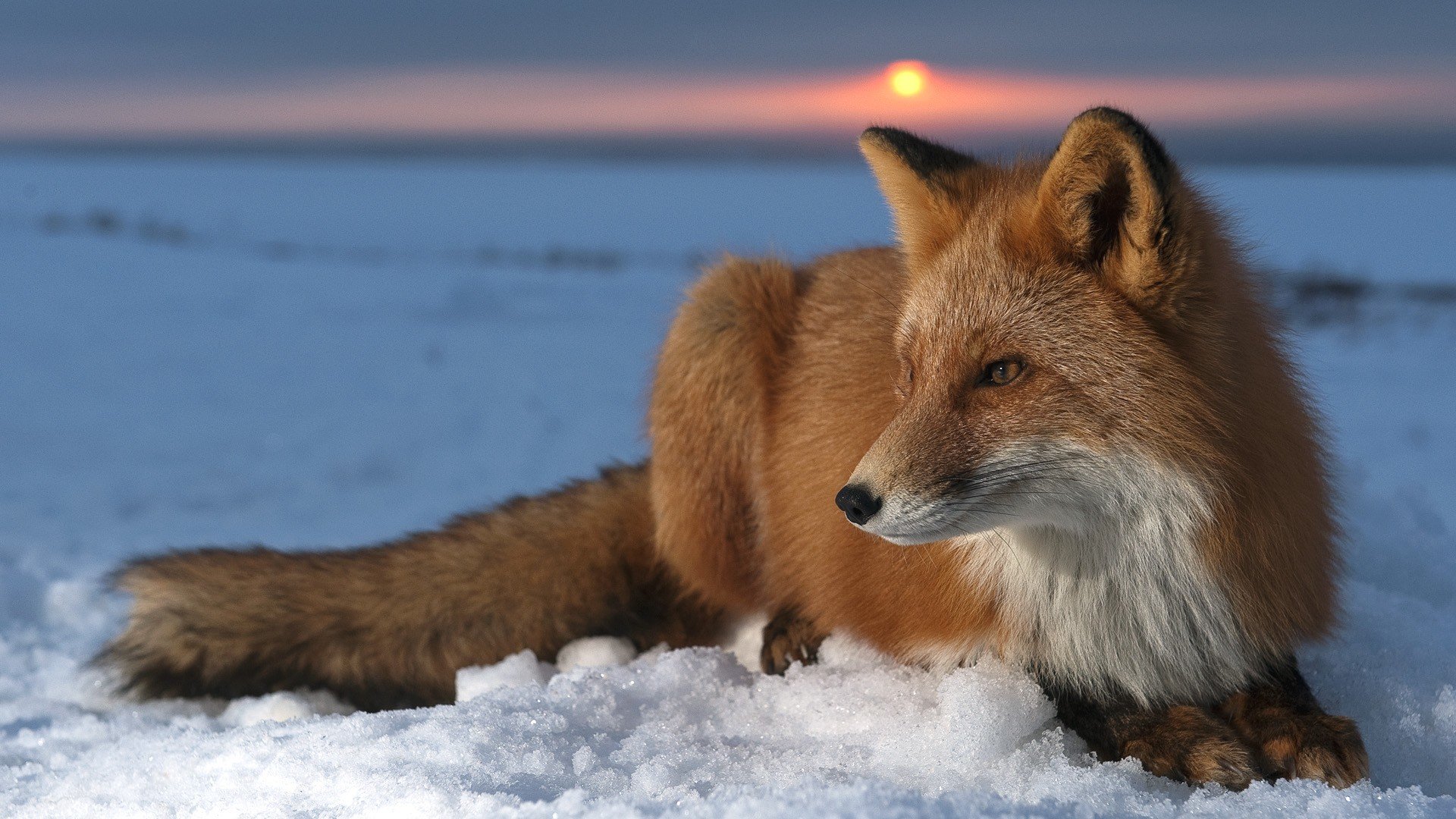 Free download Fox background ID:58522 1080p for computer
