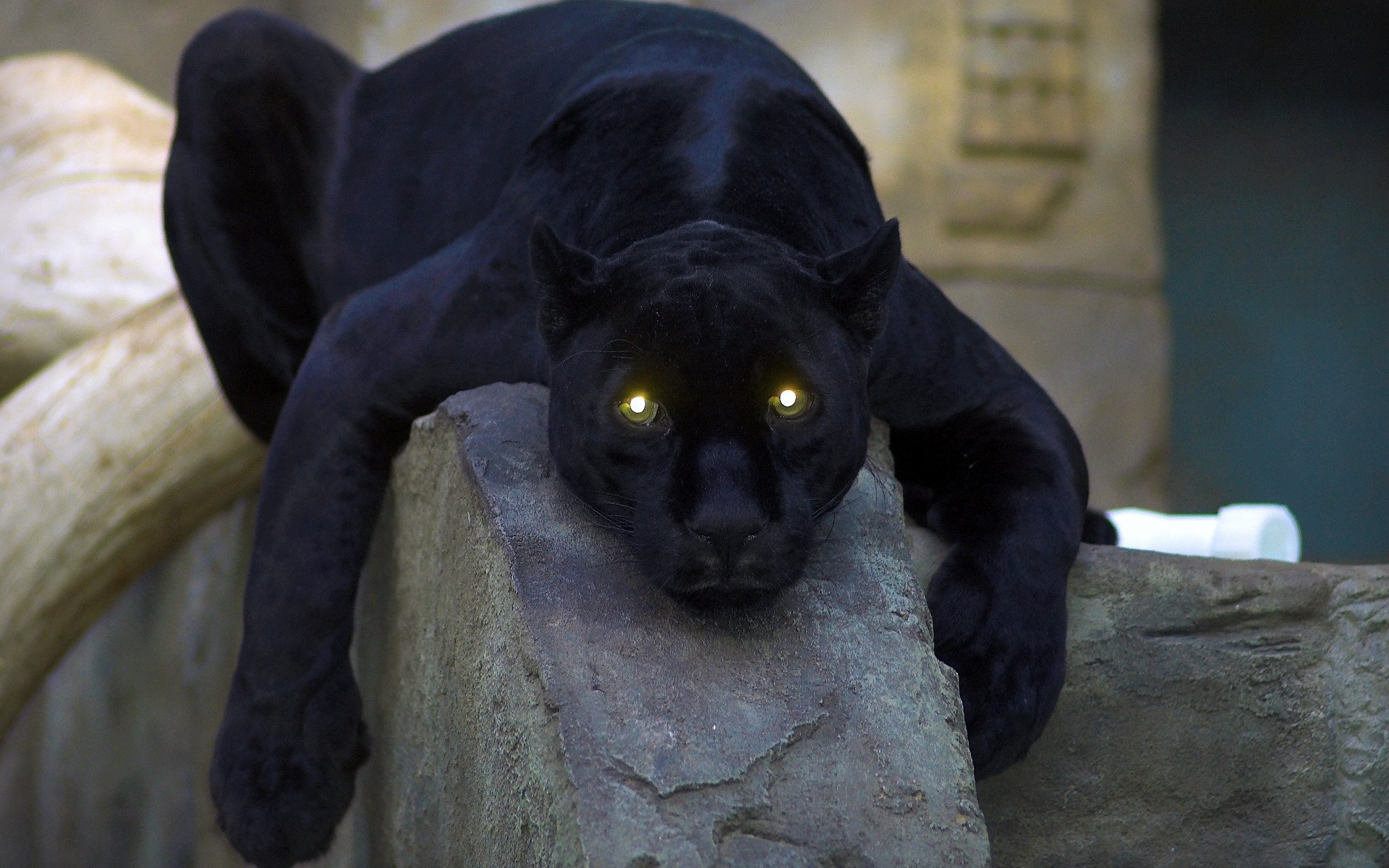 Awesome Panther free wallpaper ID:357136 for hd 1920x1200 PC
