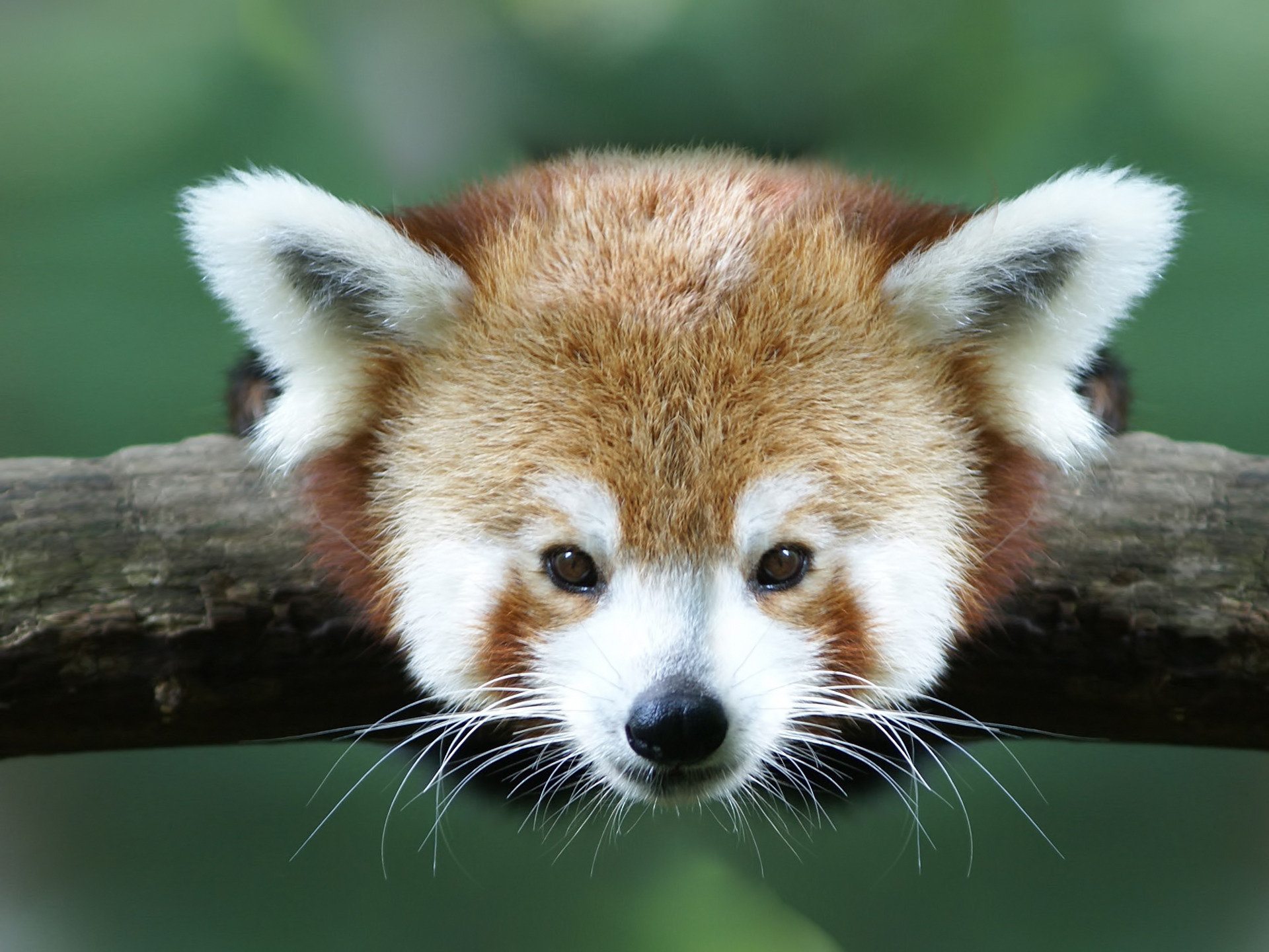 Download hd 1920x1440 Red Panda PC wallpaper ID:64096 for free