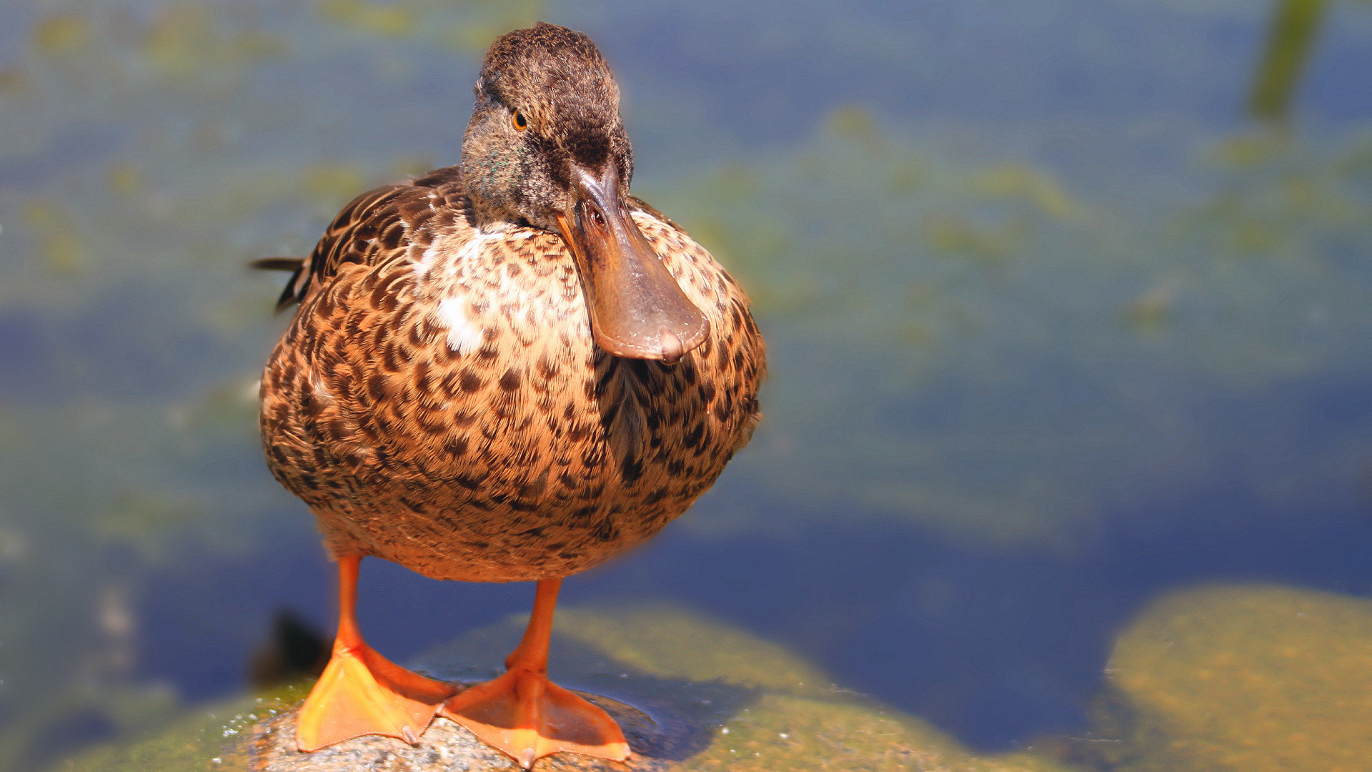Best Duck wallpaper ID:290399 for High Resolution full hd 1080p PC