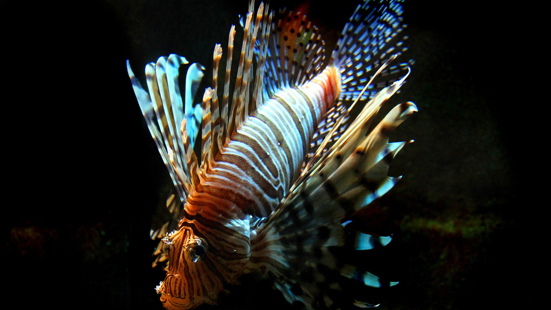 Download full hd 1920x1080 Lionfish desktop background ID:438218 for free