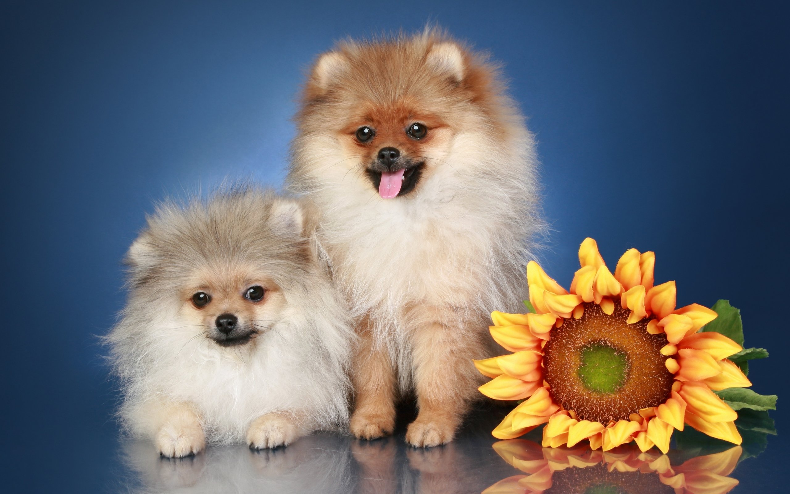 Best Pomeranian background ID:184960 for High Resolution hd 2560x1600 PC