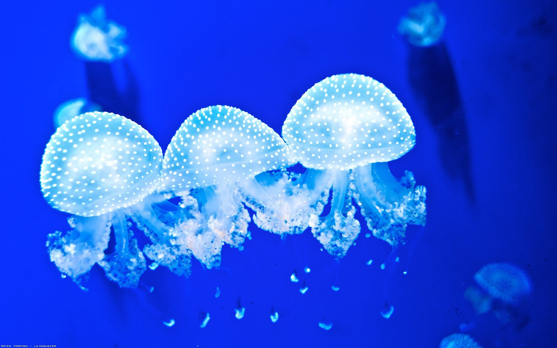 Free Jellyfish high quality wallpaper ID:199707 for hd 1920x1200 computer