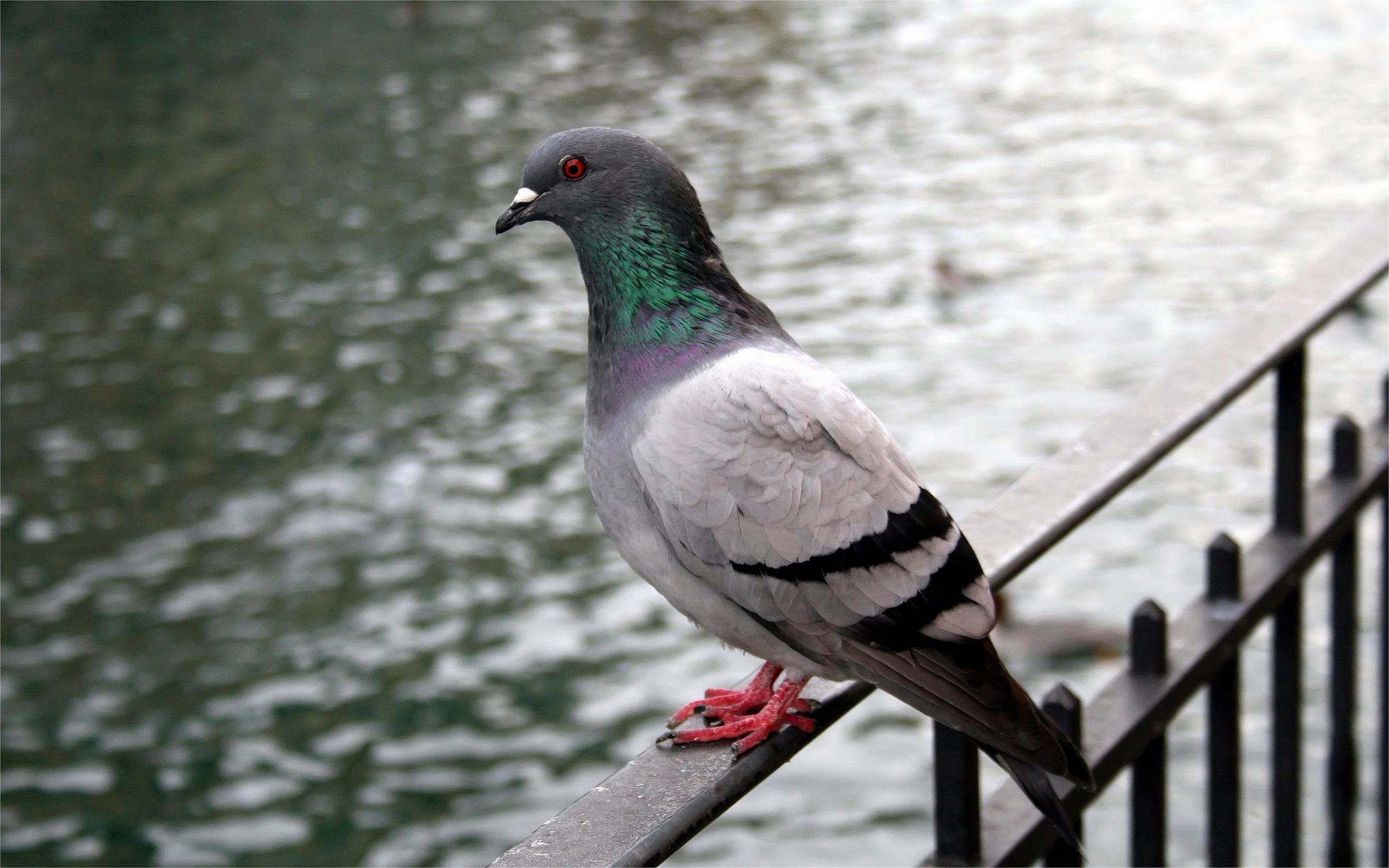 Download hd 2560x1600 Pigeon computer wallpaper ID:212318 for free
