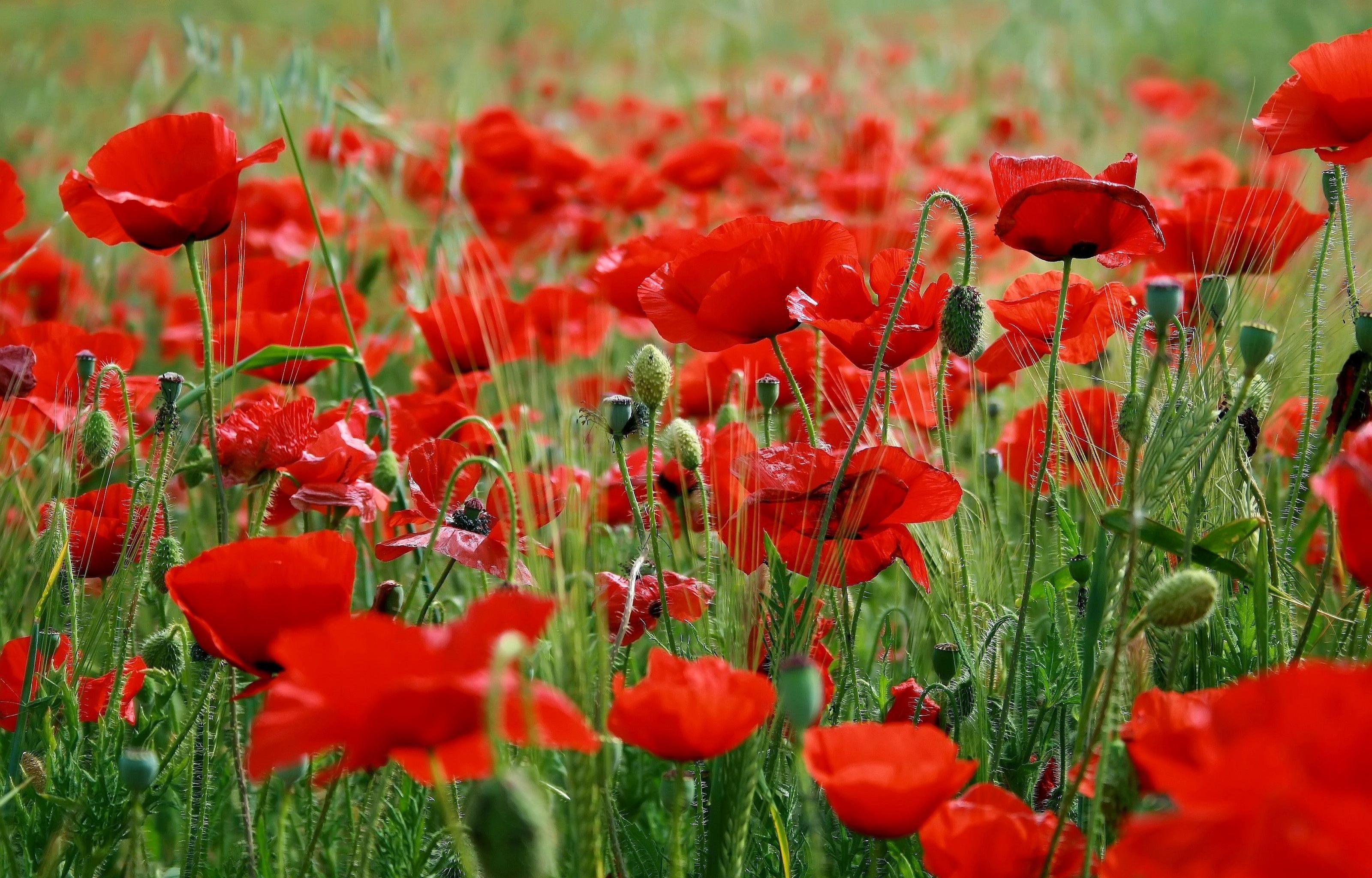 Awesome Poppy free wallpaper ID:99617 for hd 3200x2048 computer