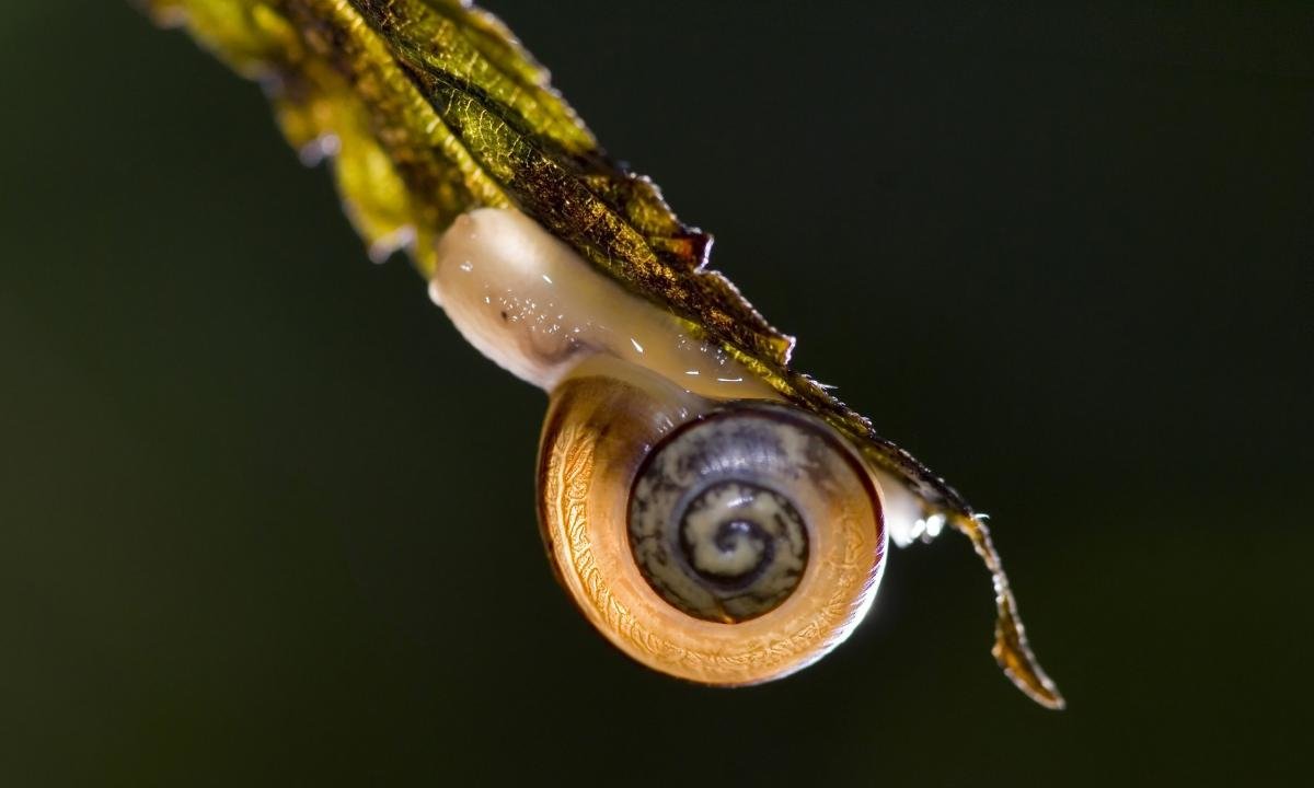 Awesome Snail free background ID:198901 for hd 1200x720 desktop