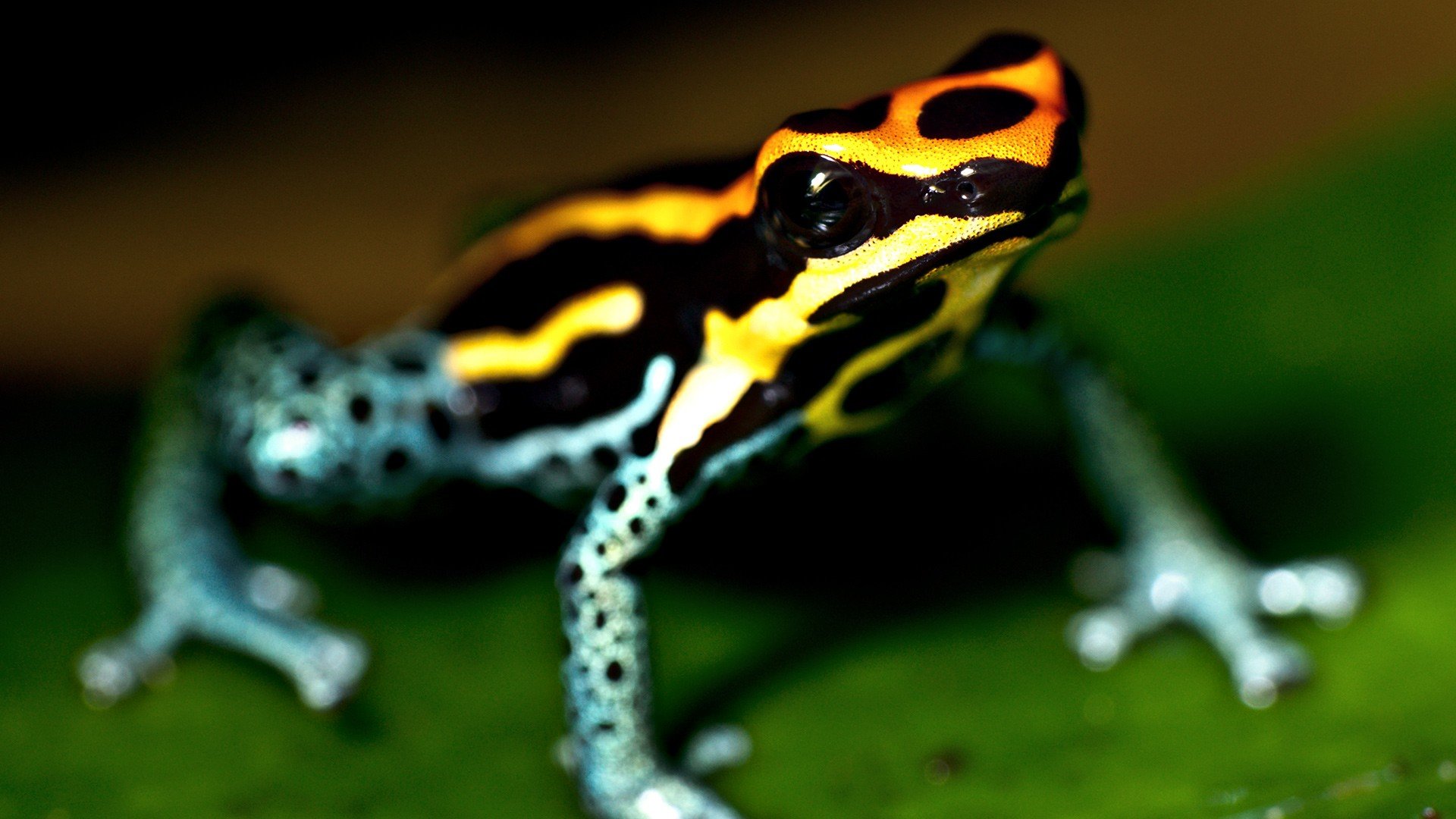 High resolution Frog full hd background ID:328919 for PC
