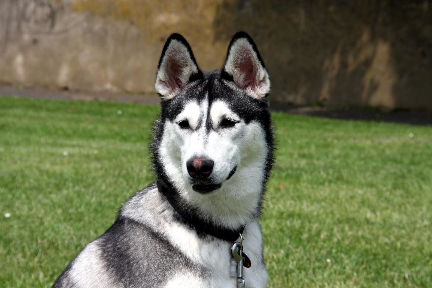 Awesome Husky free wallpaper ID:198400 for hd 1440x960 PC