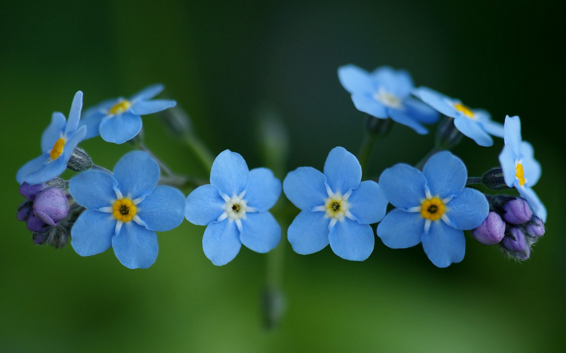 Free Forget-Me-Not high quality background ID:64145 for hd 1920x1200 PC