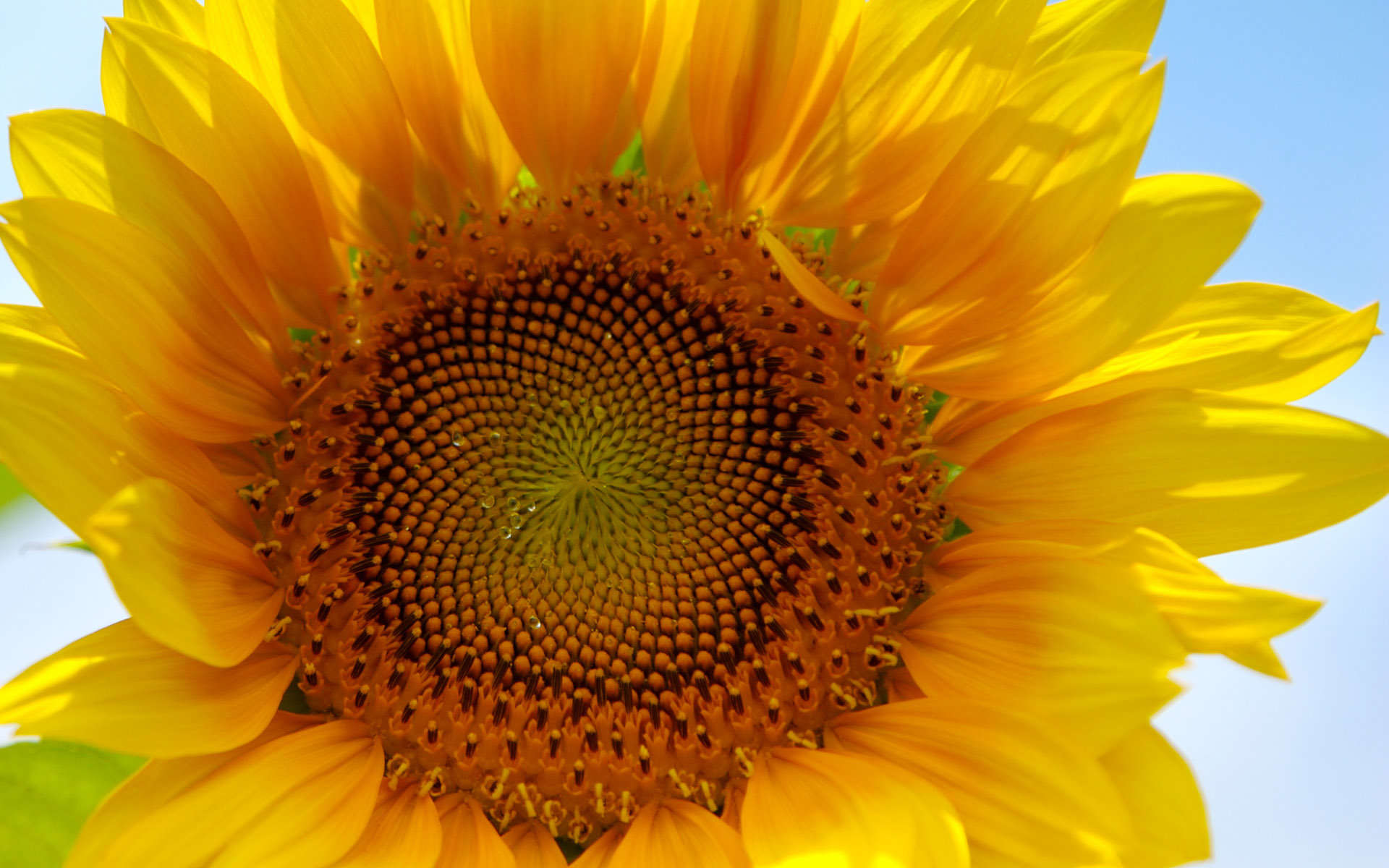 High resolution Sunflower hd 1920x1200 background ID:226453 for PC
