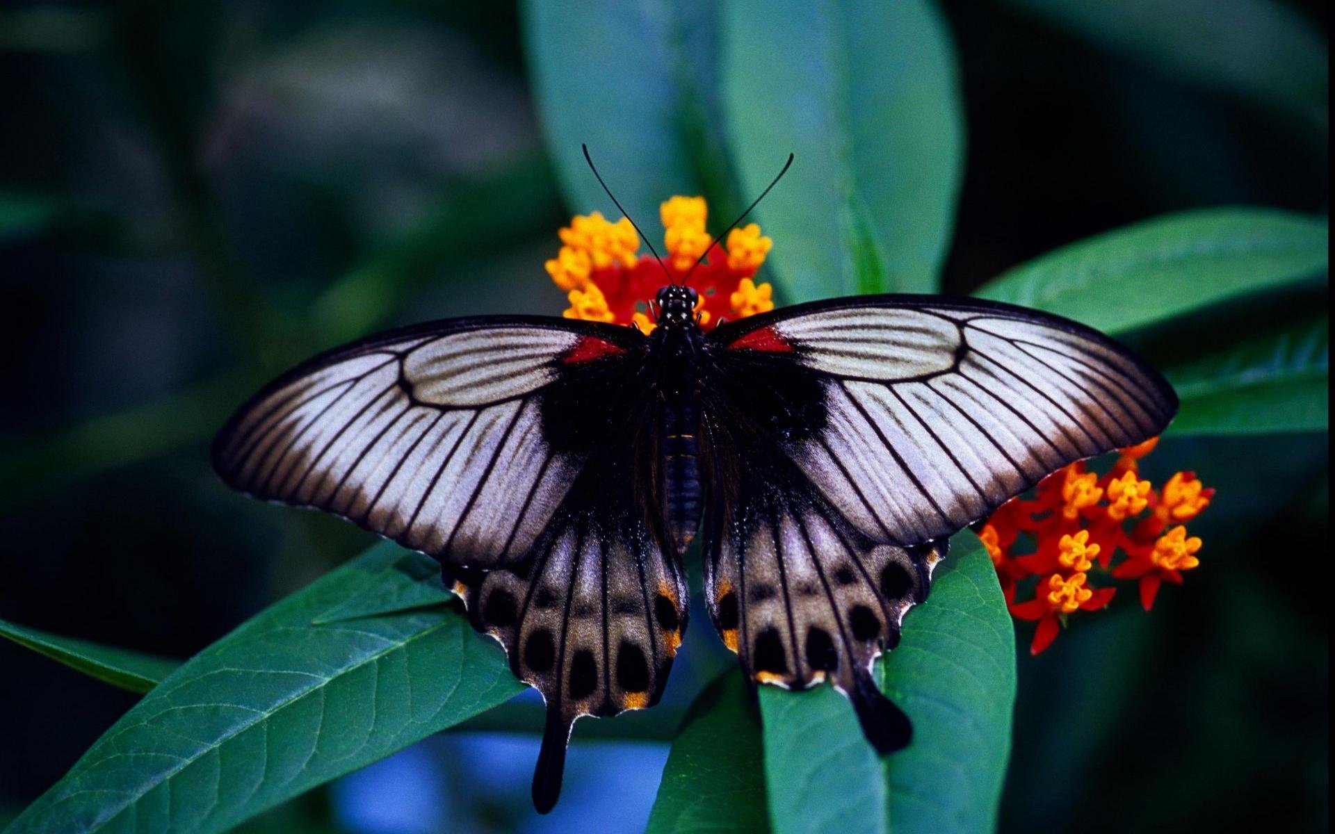 Best Butterfly wallpaper ID:168114 for High Resolution hd 1920x1200 PC