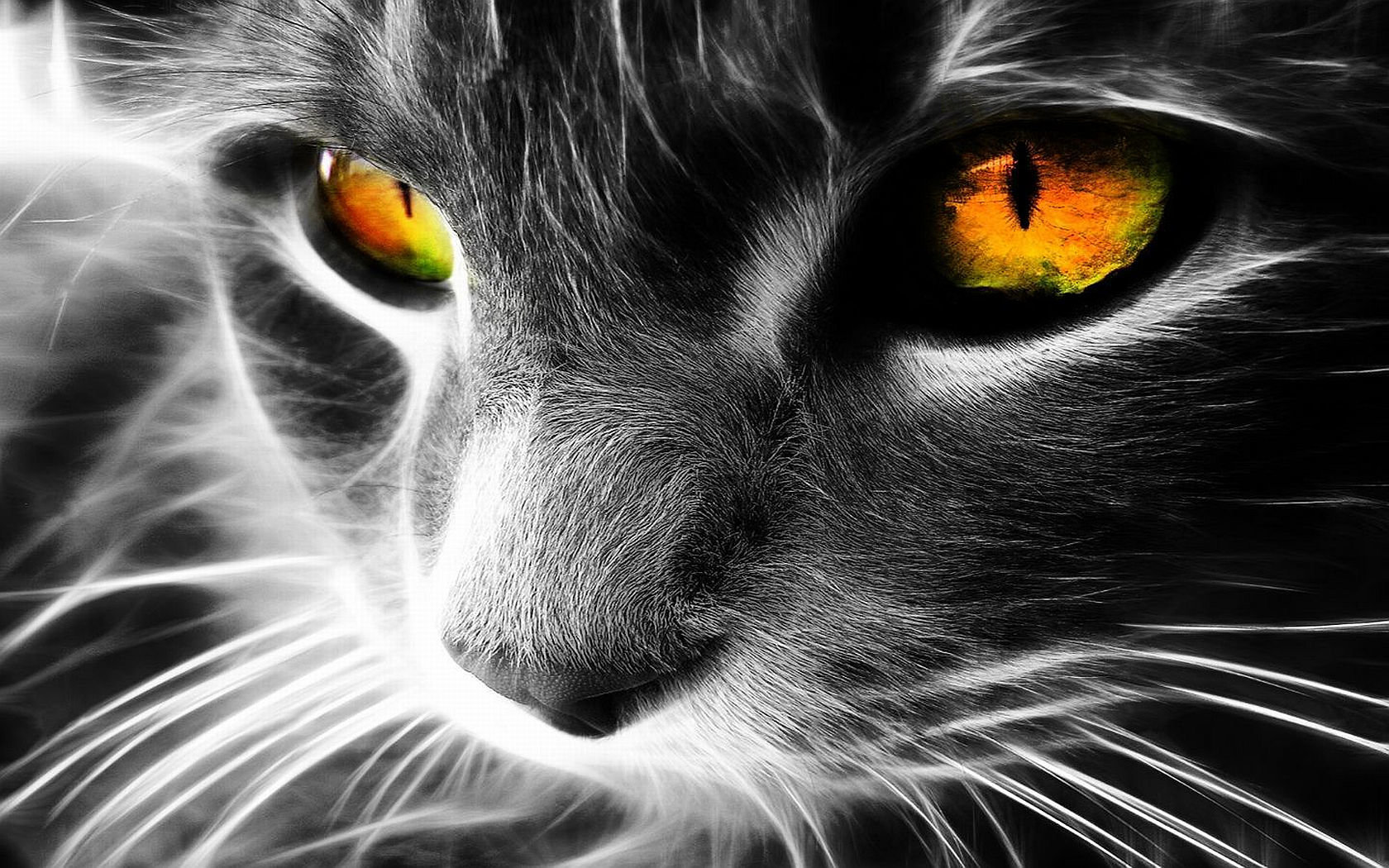 Awesome Cat free wallpaper ID:429737 for hd 1680x1050 PC