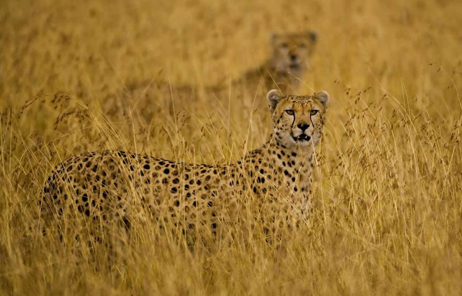 High resolution Cheetah hd 1600x1024 background ID:161883 for PC