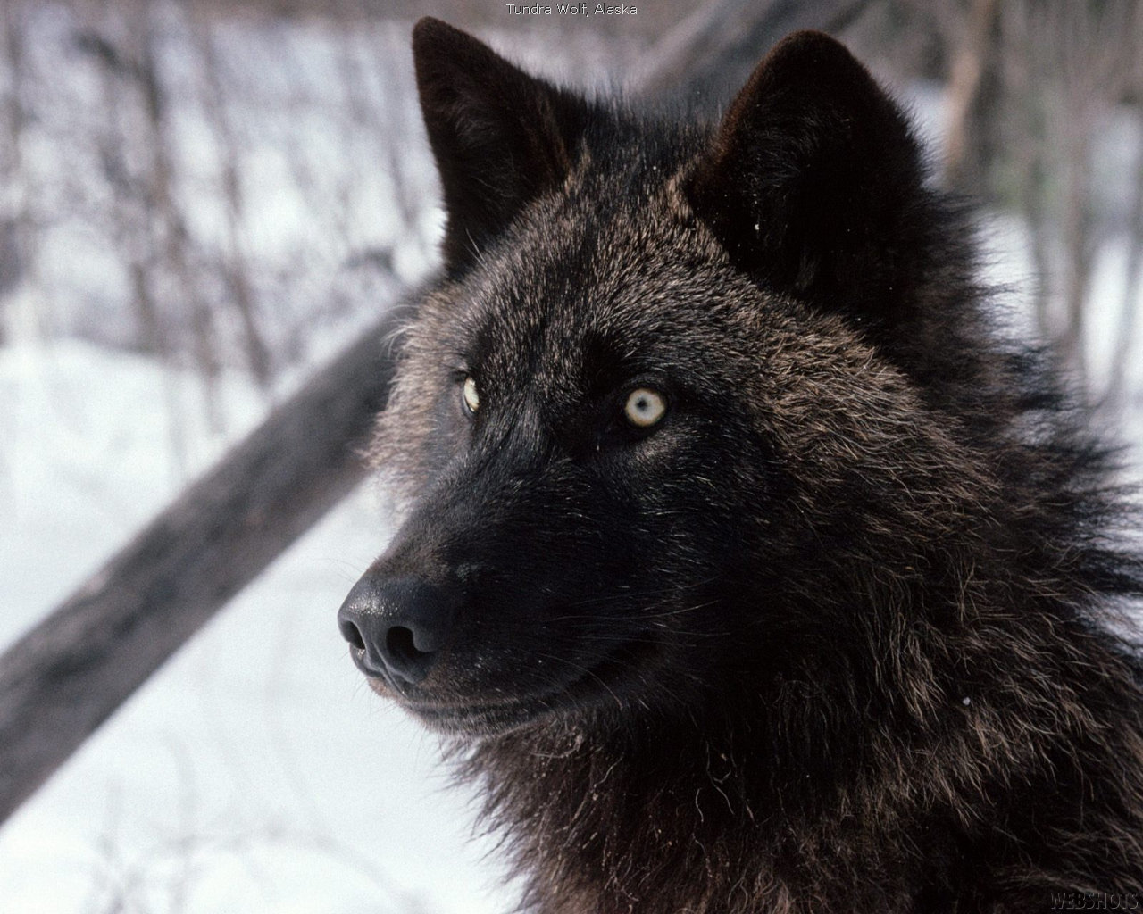 Best Wolf background ID:118200 for High Resolution hd 1280x1024 PC