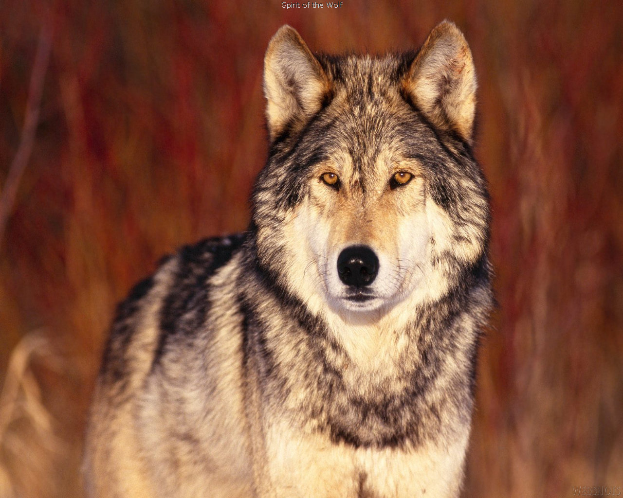 Free Wolf high quality background ID:118202 for hd 1280x1024 desktop