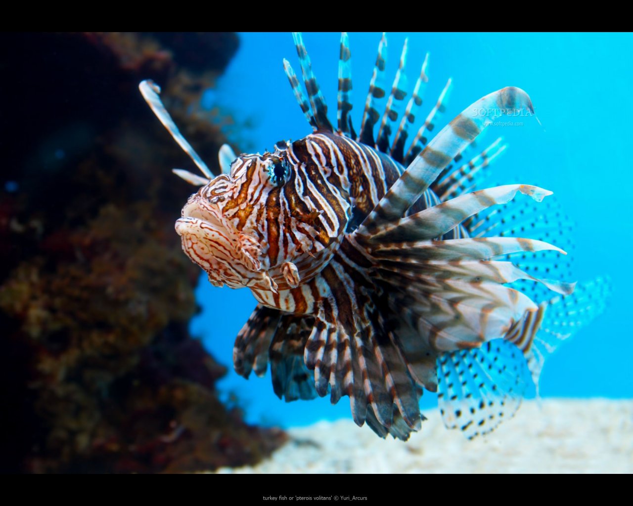 Best Lionfish background ID:438211 for High Resolution hd 1280x1024 computer
