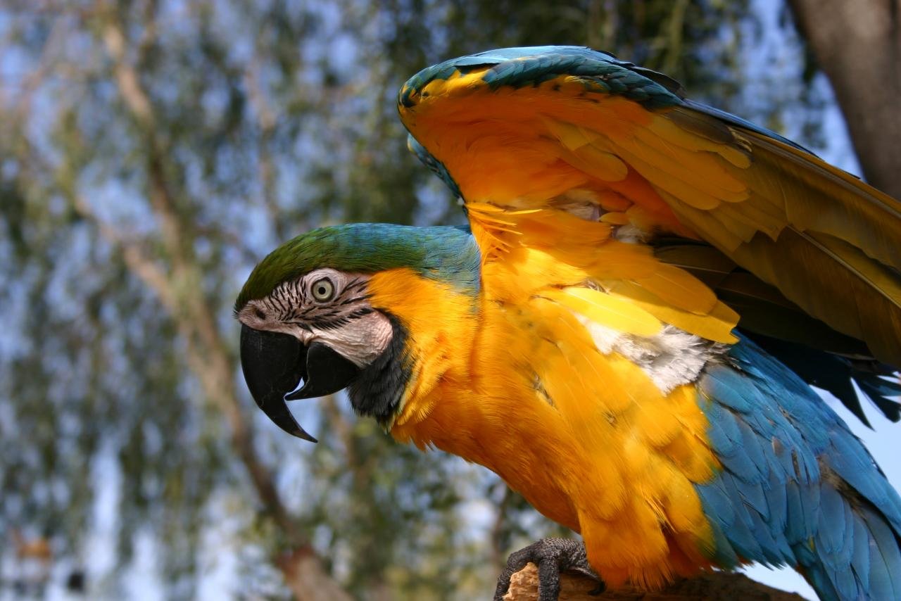 High resolution Macaw hd 1280x854 wallpaper ID:46504 for PC