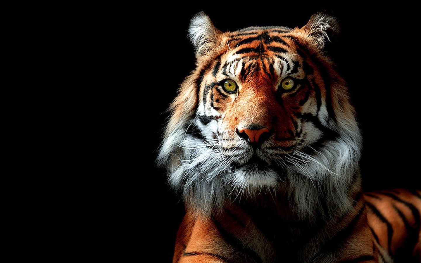 Free download Tiger background ID:115614 hd 1440x900 for PC