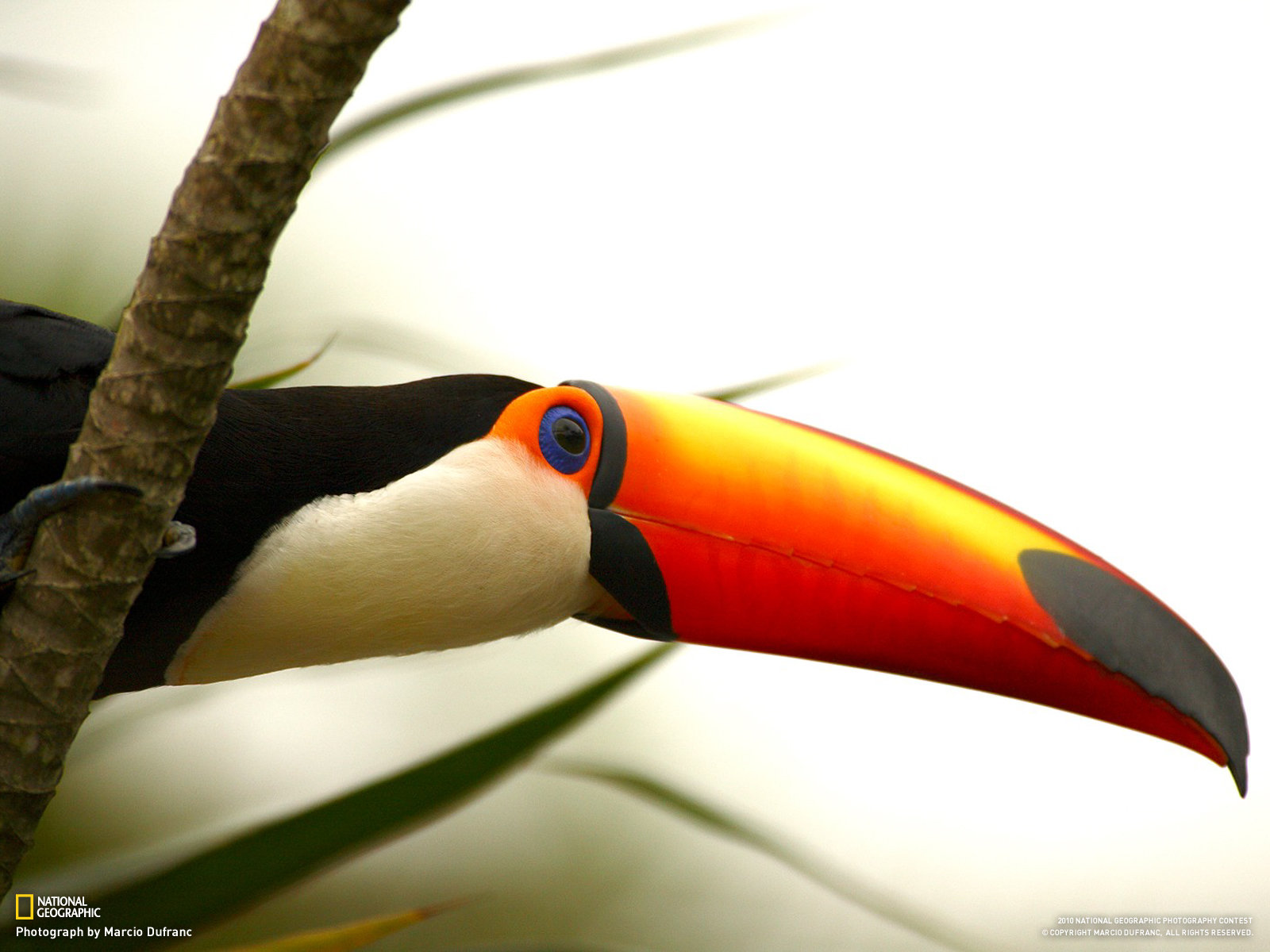 High resolution Toucan hd 1600x1200 background ID:57330 for PC