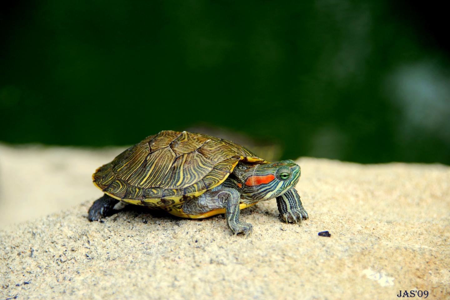 Free Turtle high quality background ID:29873 for hd 1440x960 PC