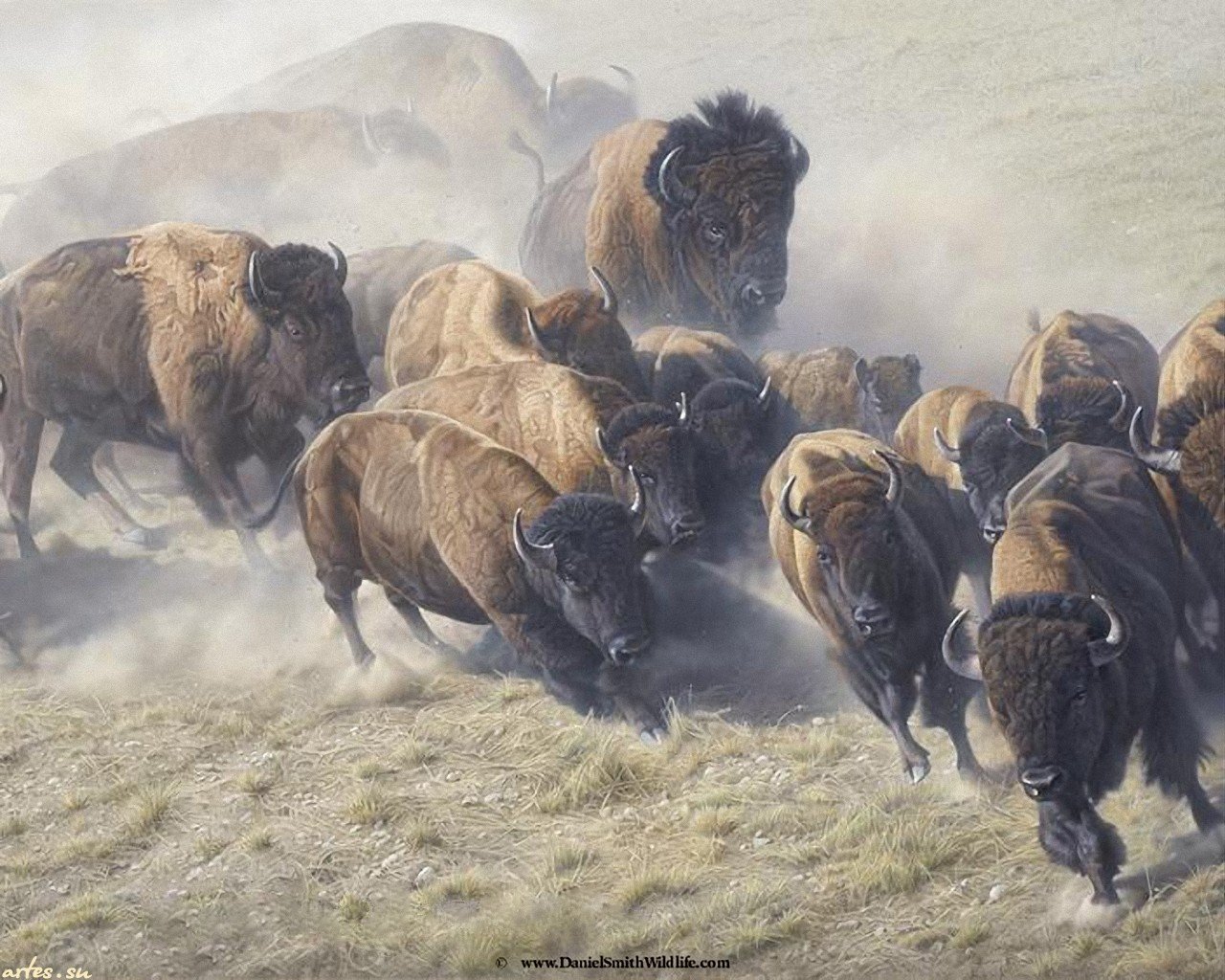 Best Bison background ID:130676 for High Resolution hd 1280x1024 PC