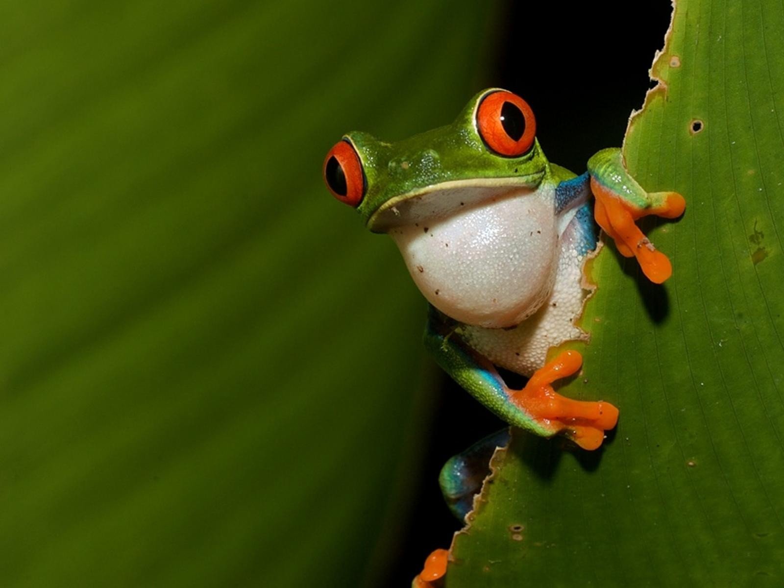Free Red Eyed Tree Frog high quality background ID:20219 for hd 1600x1200 computer