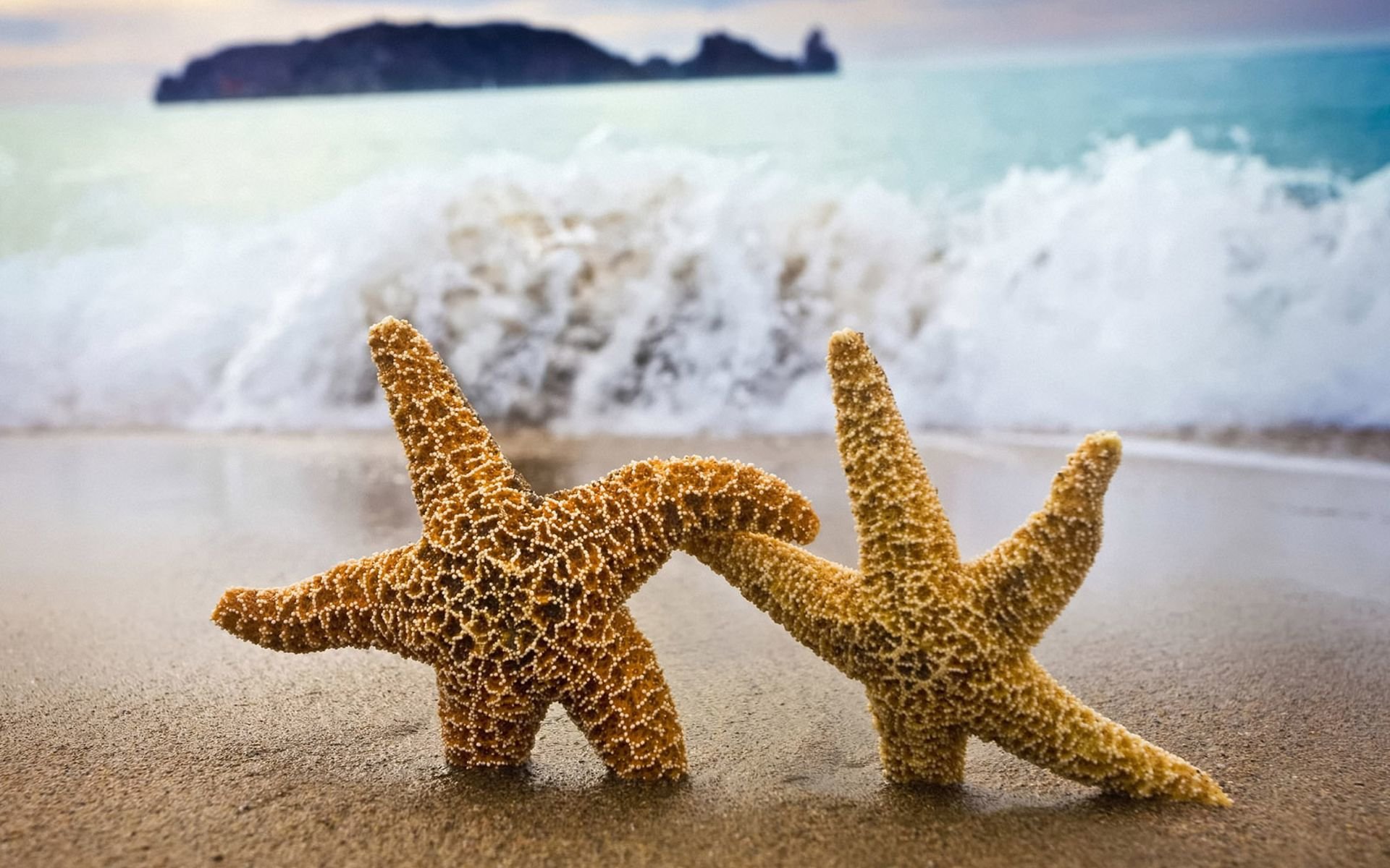 Best Starfish background ID:29739 for High Resolution hd 1920x1200 computer