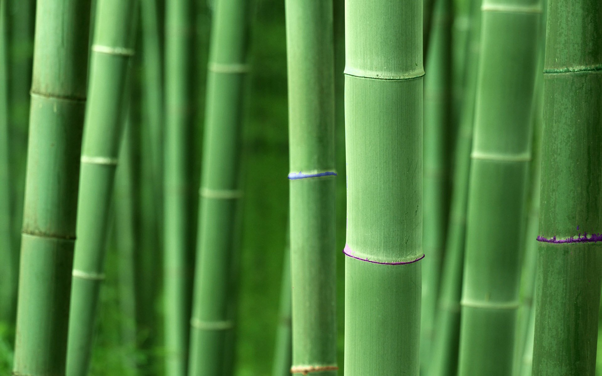 Download hd 1920x1200 Bamboo PC background ID:246814 for free