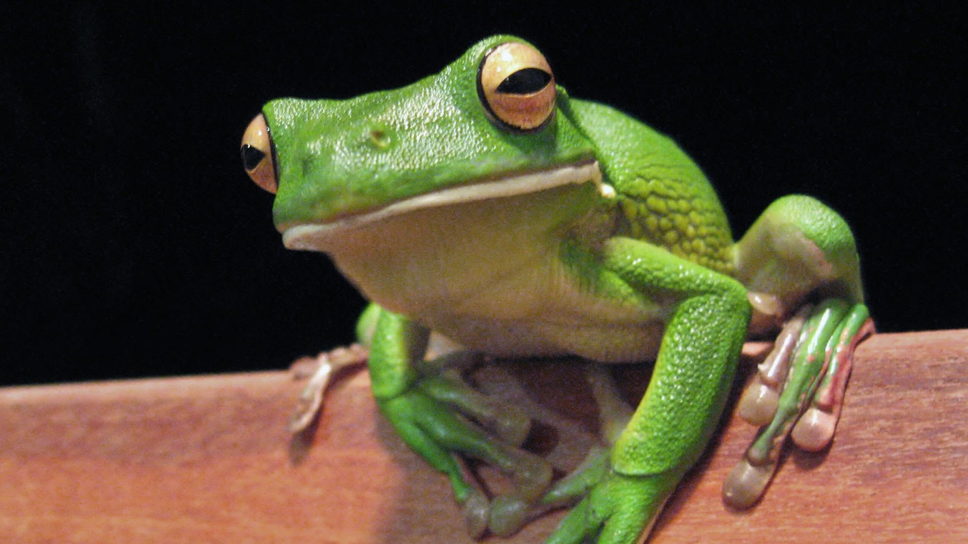 Best Frog wallpaper ID:328829 for High Resolution 1080p desktop