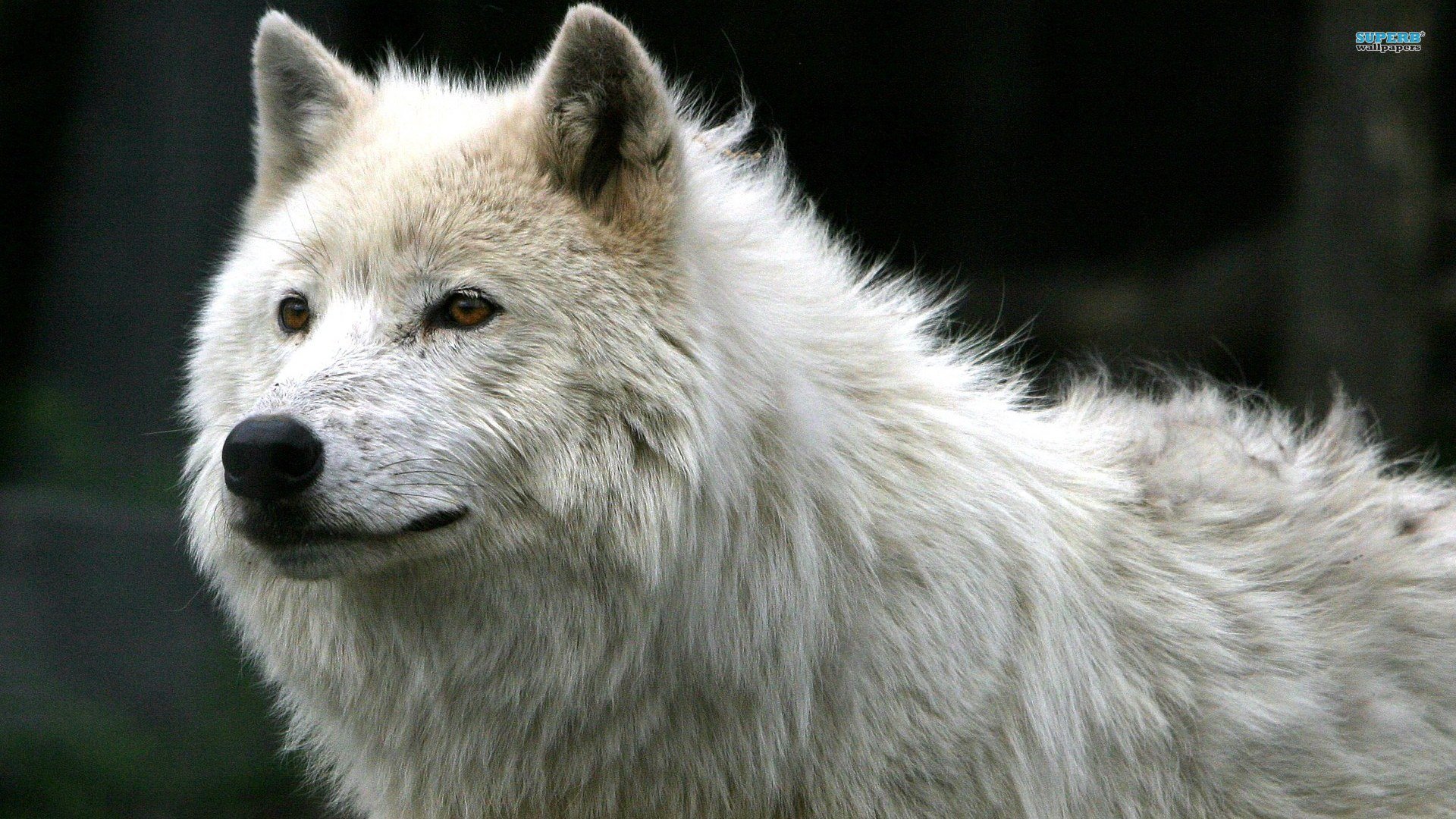 Awesome Wolf free wallpaper ID:117837 for full hd 1920x1080 computer