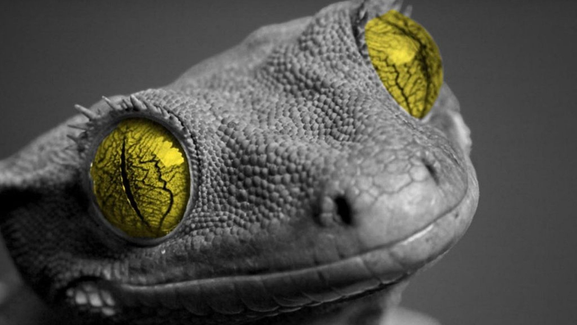 Awesome Gecko free wallpaper ID:114523 for hd 1080p computer