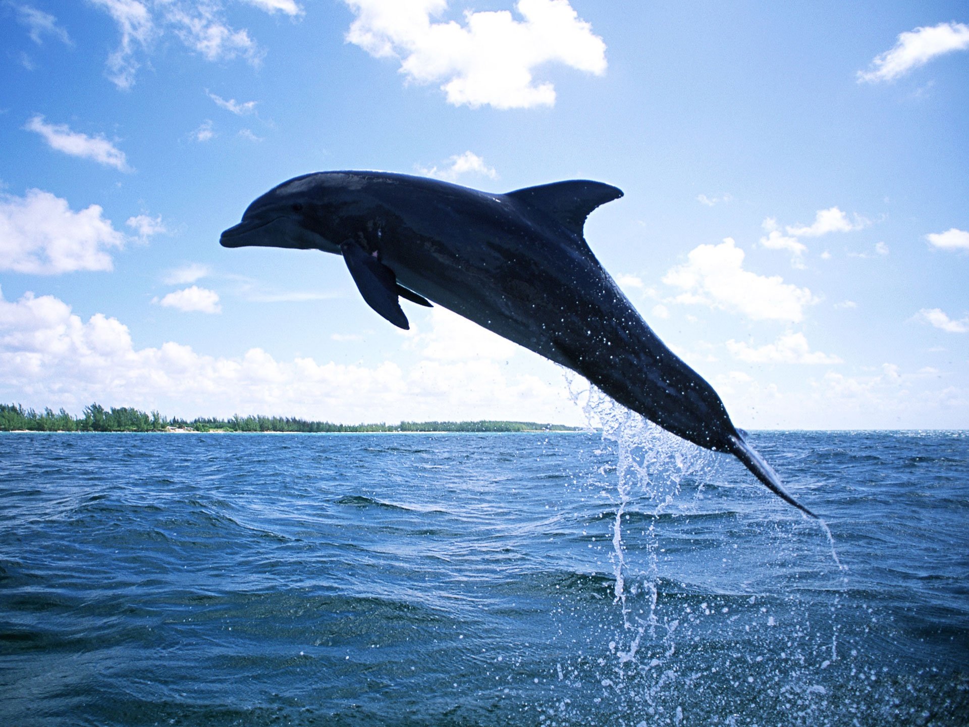 Best Dolphin wallpaper ID:248377 for High Resolution hd 1920x1440 PC
