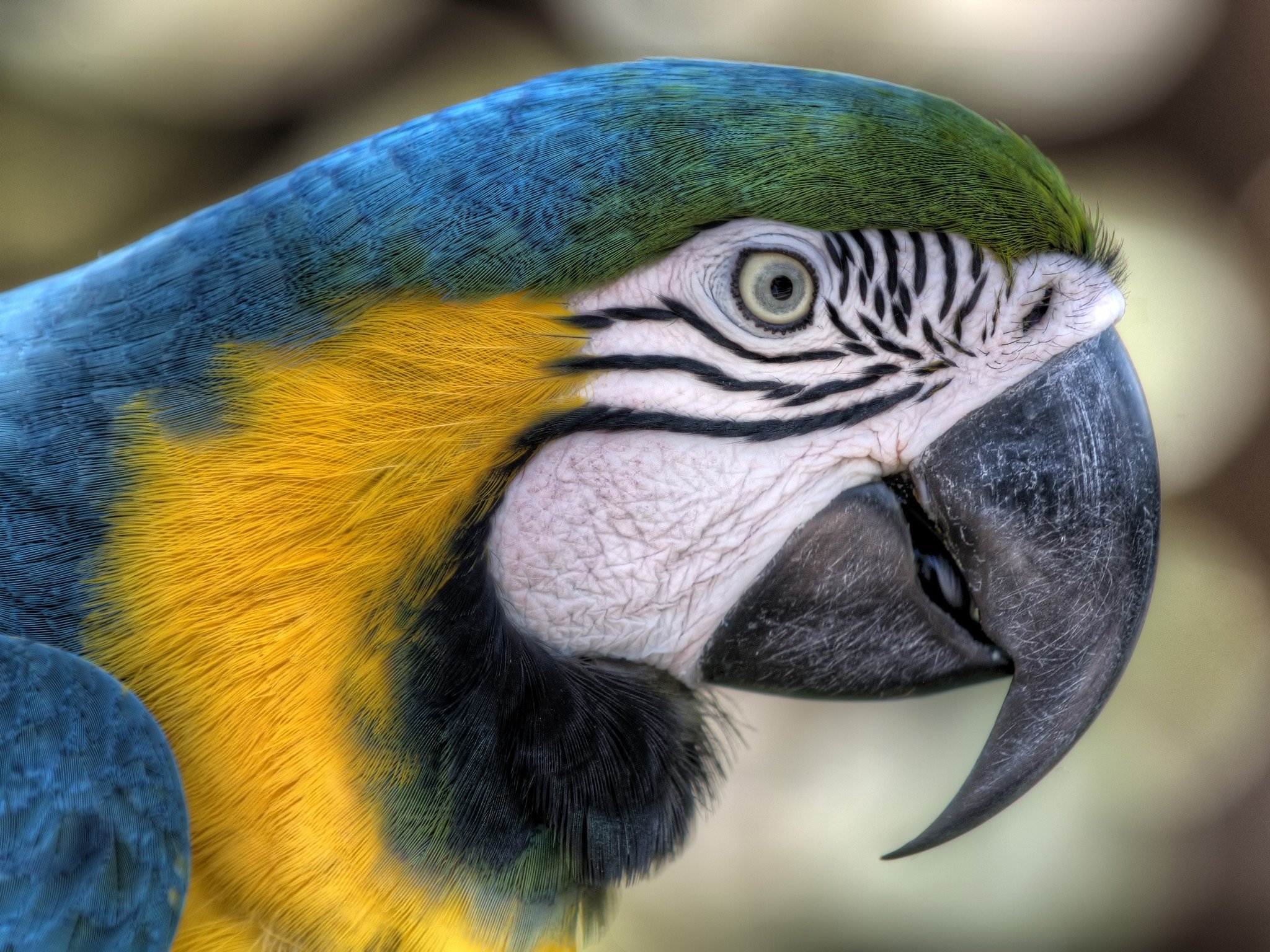 Free download Macaw background ID:46533 hd 2048x1536 for computer