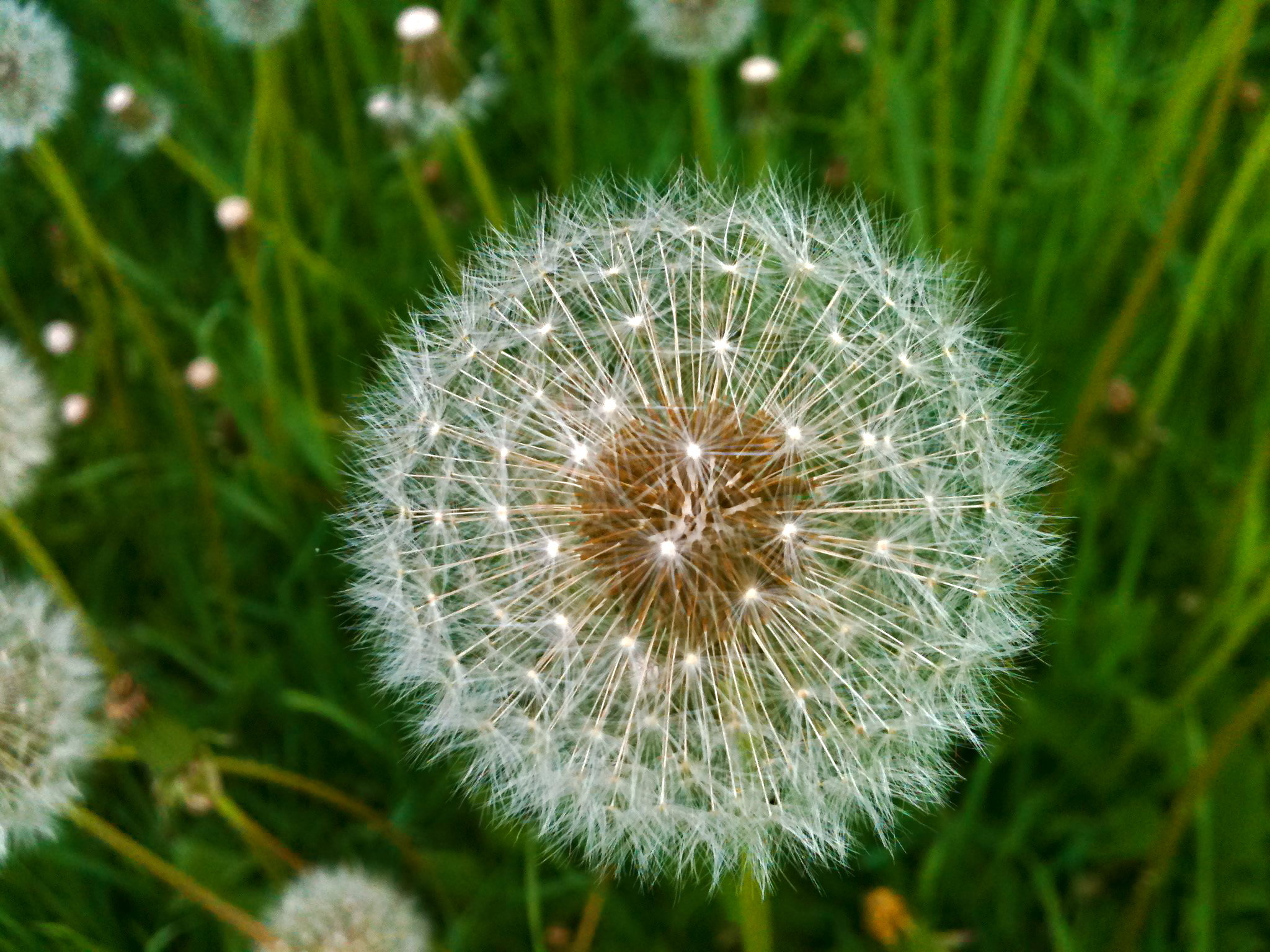 Awesome Dandelion free background ID:78076 for hd 2048x1536 PC