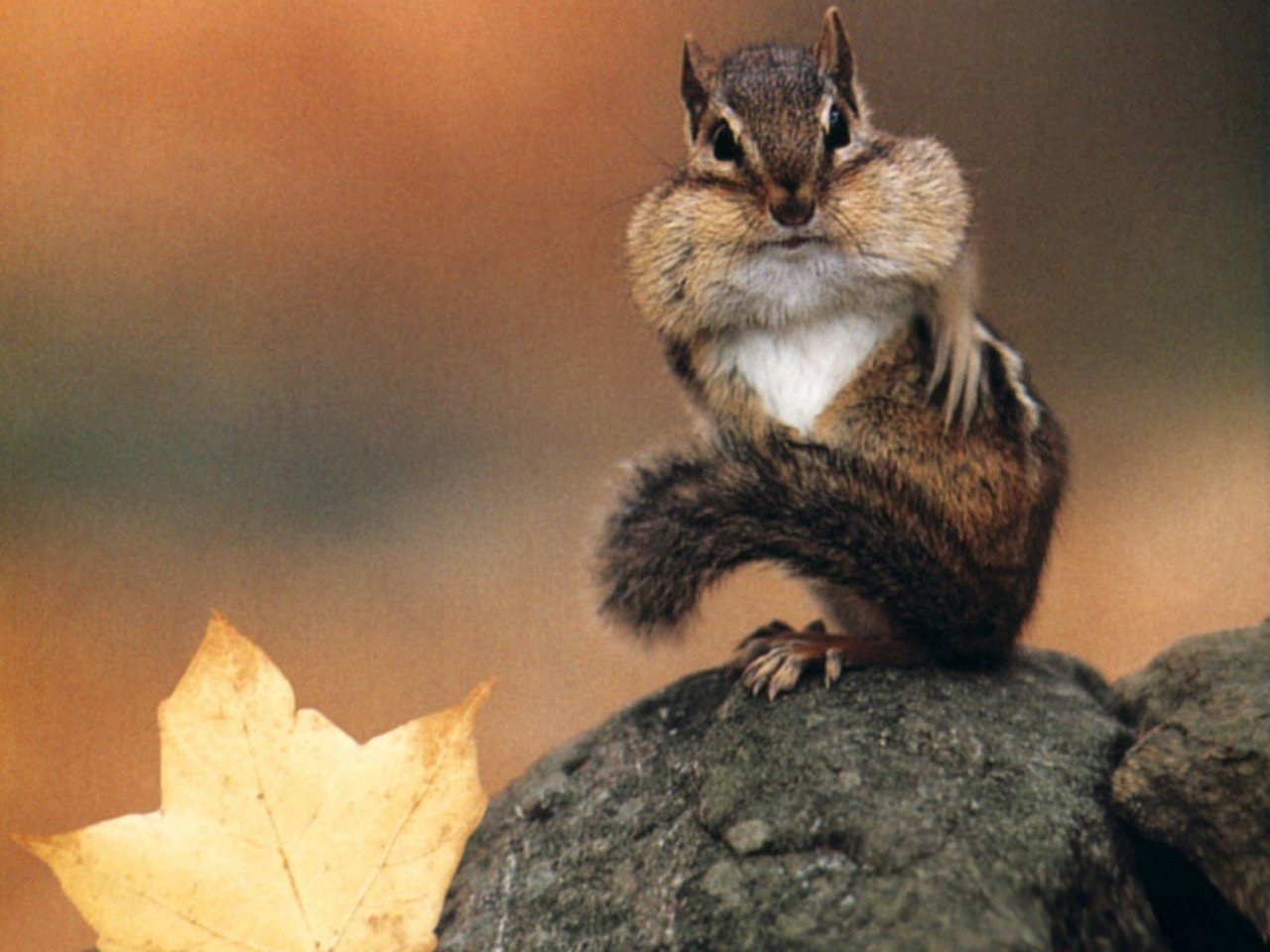 Best Squirrel background ID:311529 for High Resolution hd 1280x960 computer