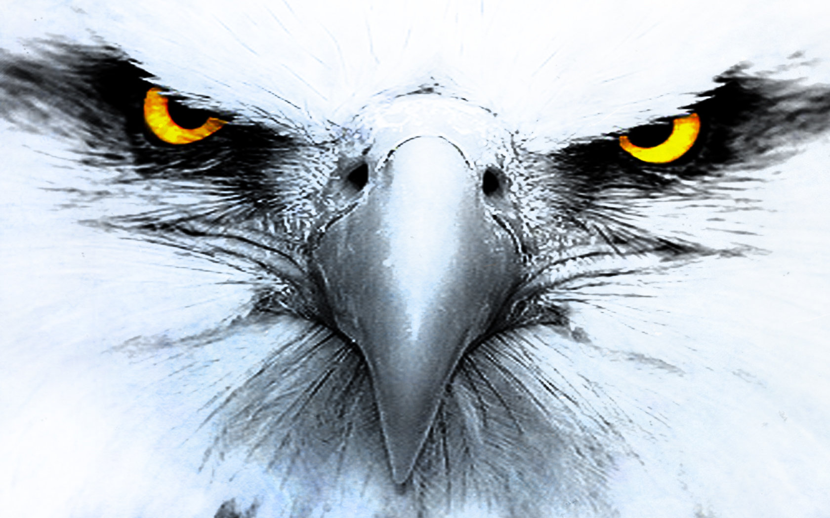 High resolution Eagle hd 1680x1050 wallpaper ID:231125 for PC