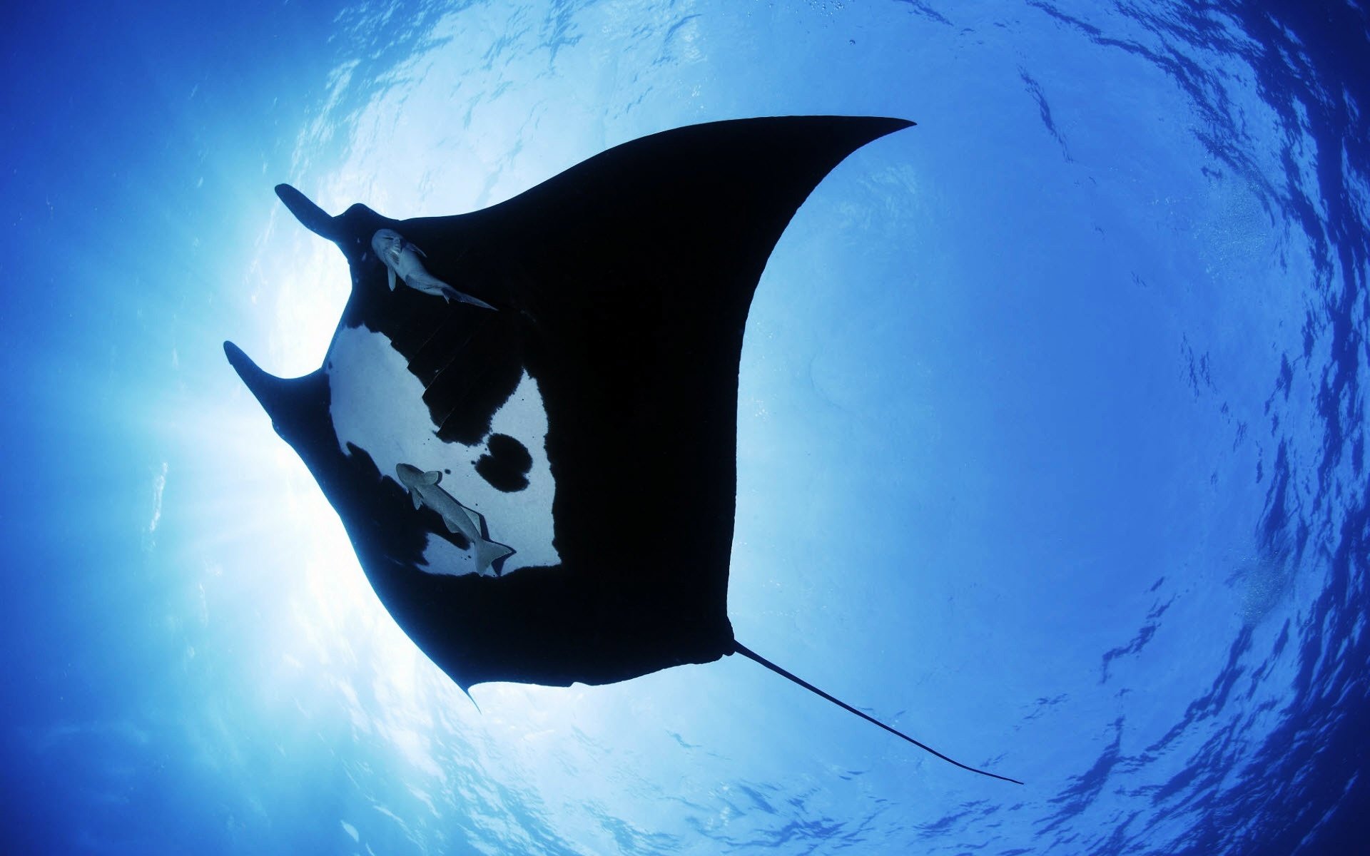 Free download Manta Ray background ID:346051 hd 1920x1200 for desktop