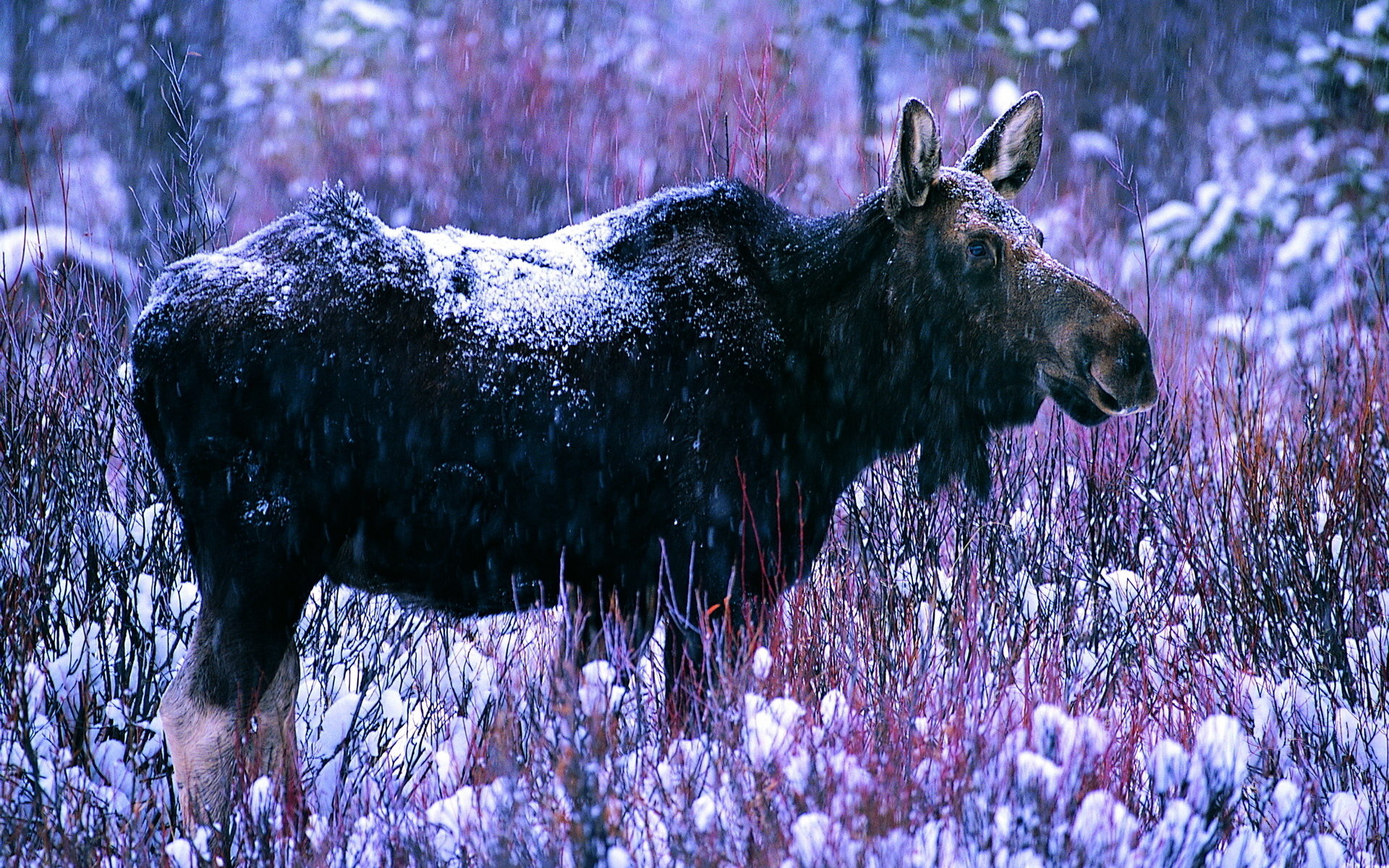 Awesome Moose free wallpaper ID:346760 for hd 1920x1200 PC