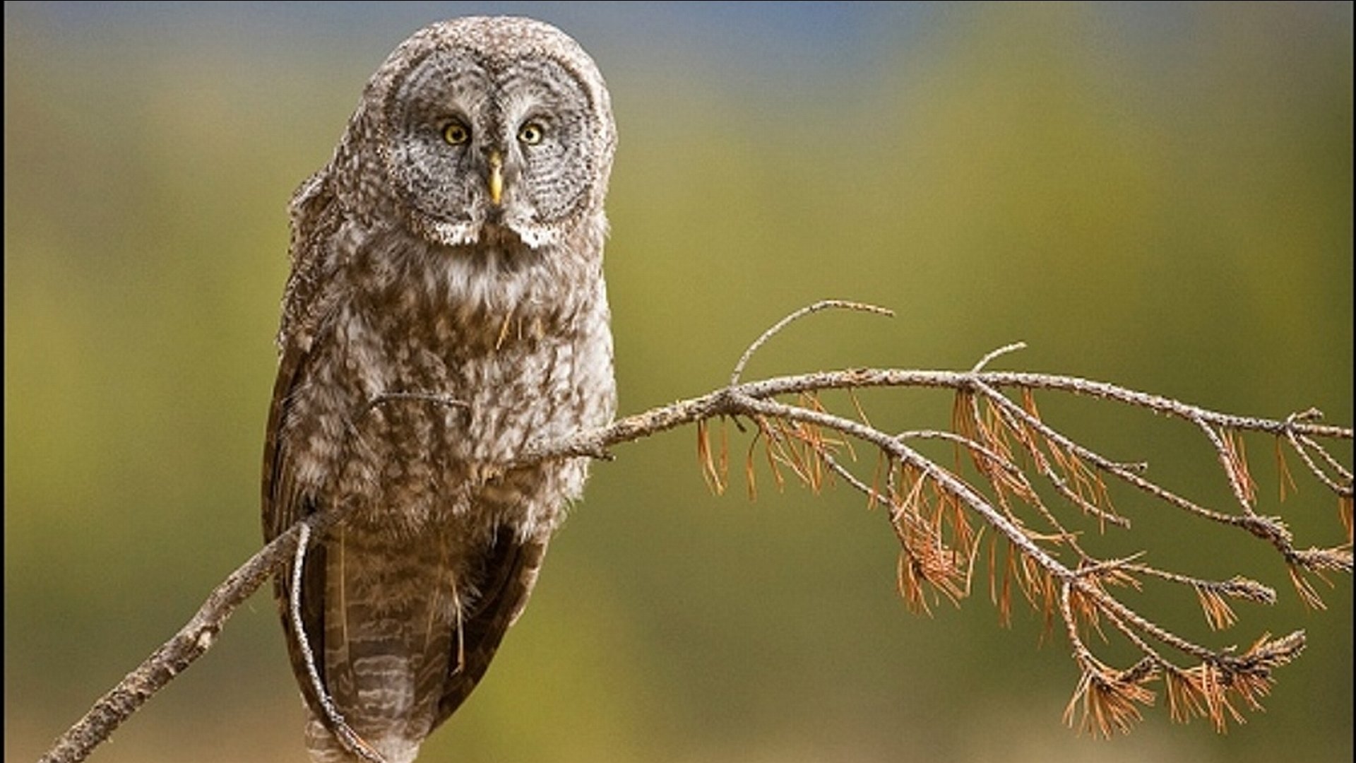 Download 1080p Great Grey Owl PC wallpaper ID:235131 for free