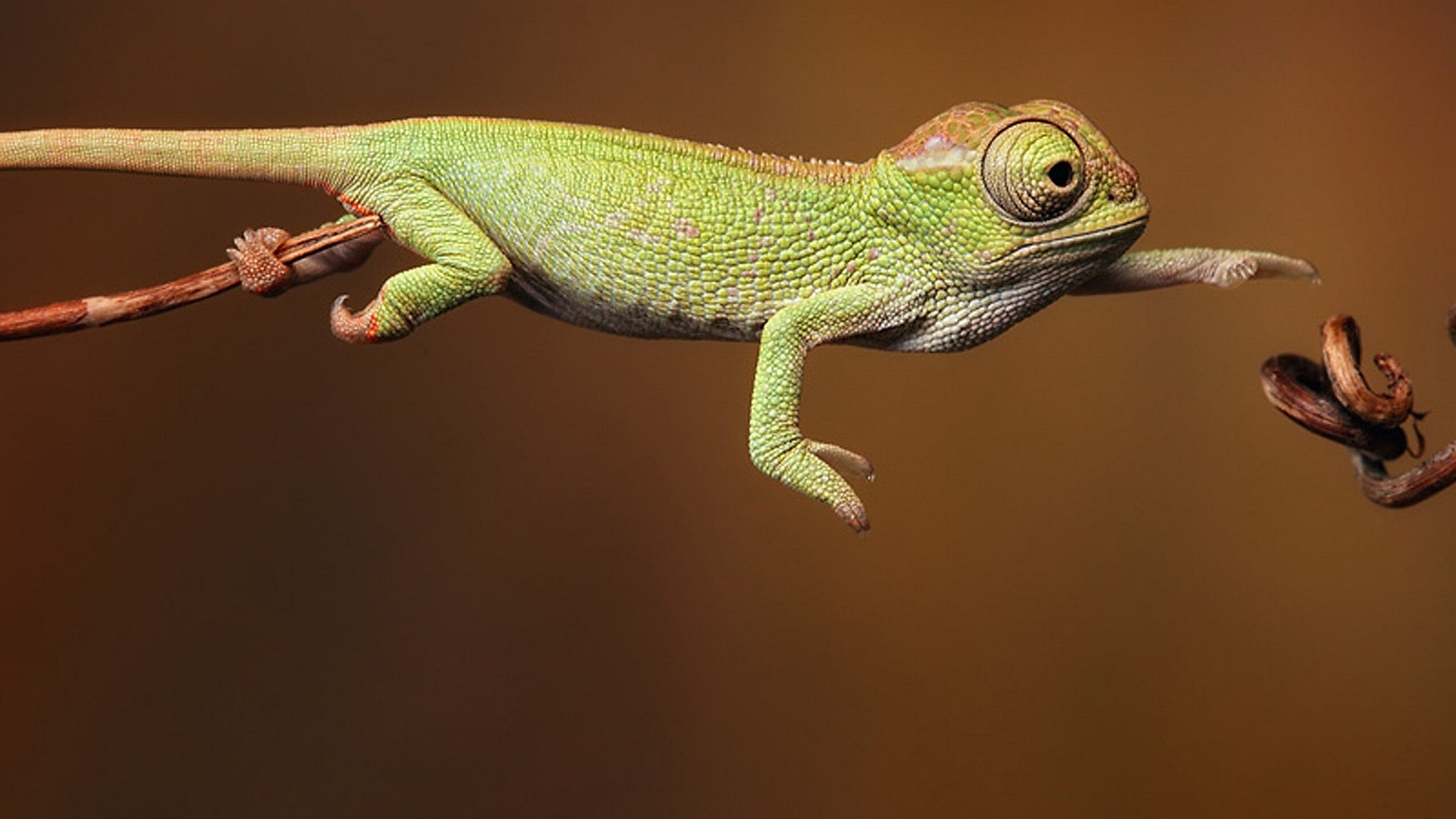 Free Chameleon high quality wallpaper ID:462584 for full hd 1080p PC