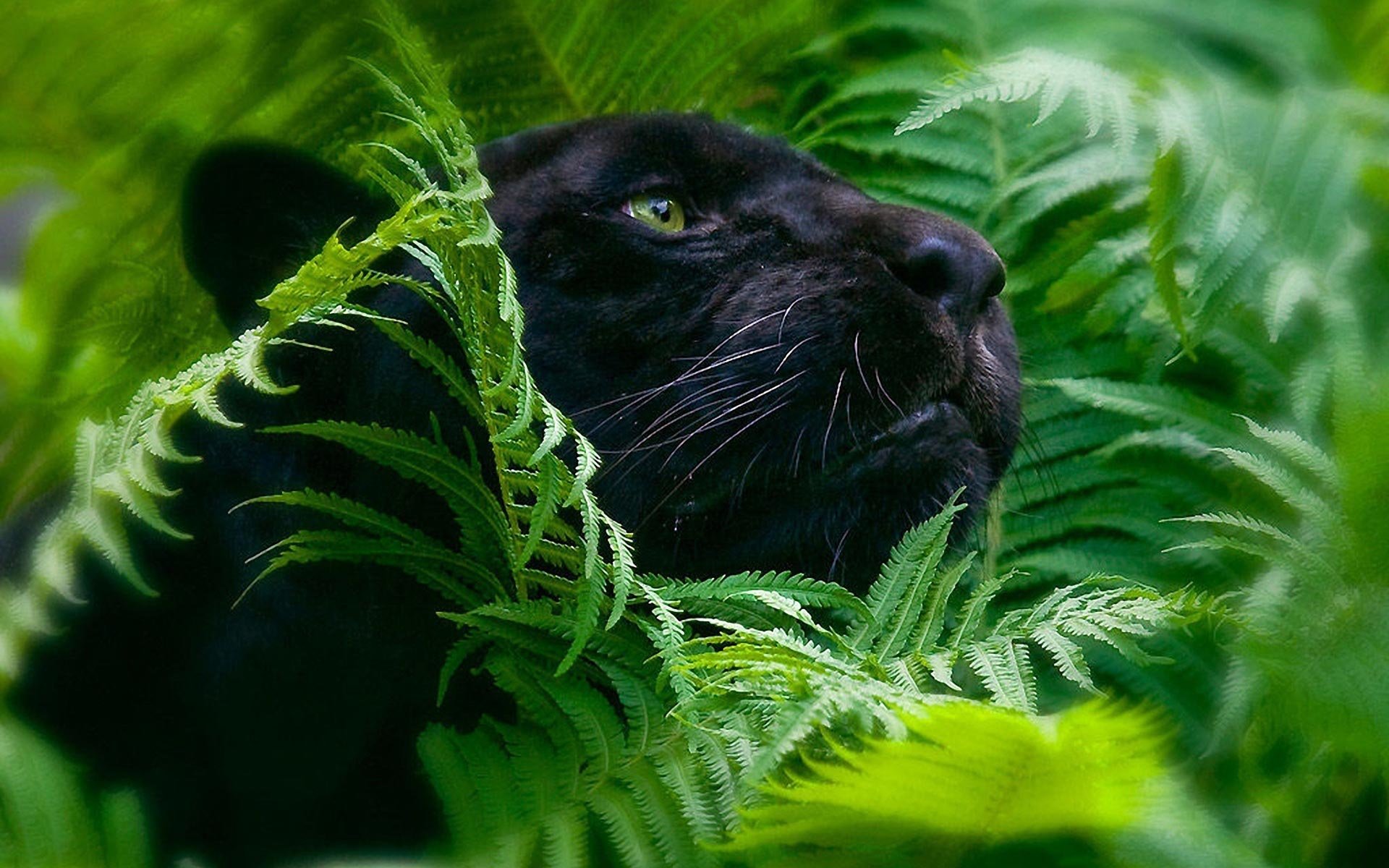 Download hd 1920x1200 Panther PC background ID:357200 for free