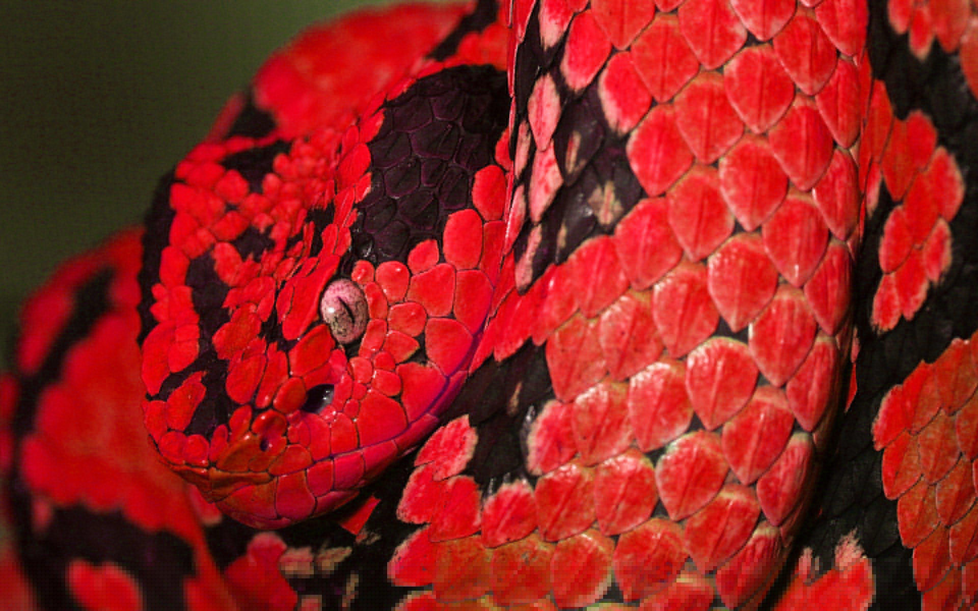 Free Snake high quality wallpaper ID:137211 for hd 1920x1200 PC