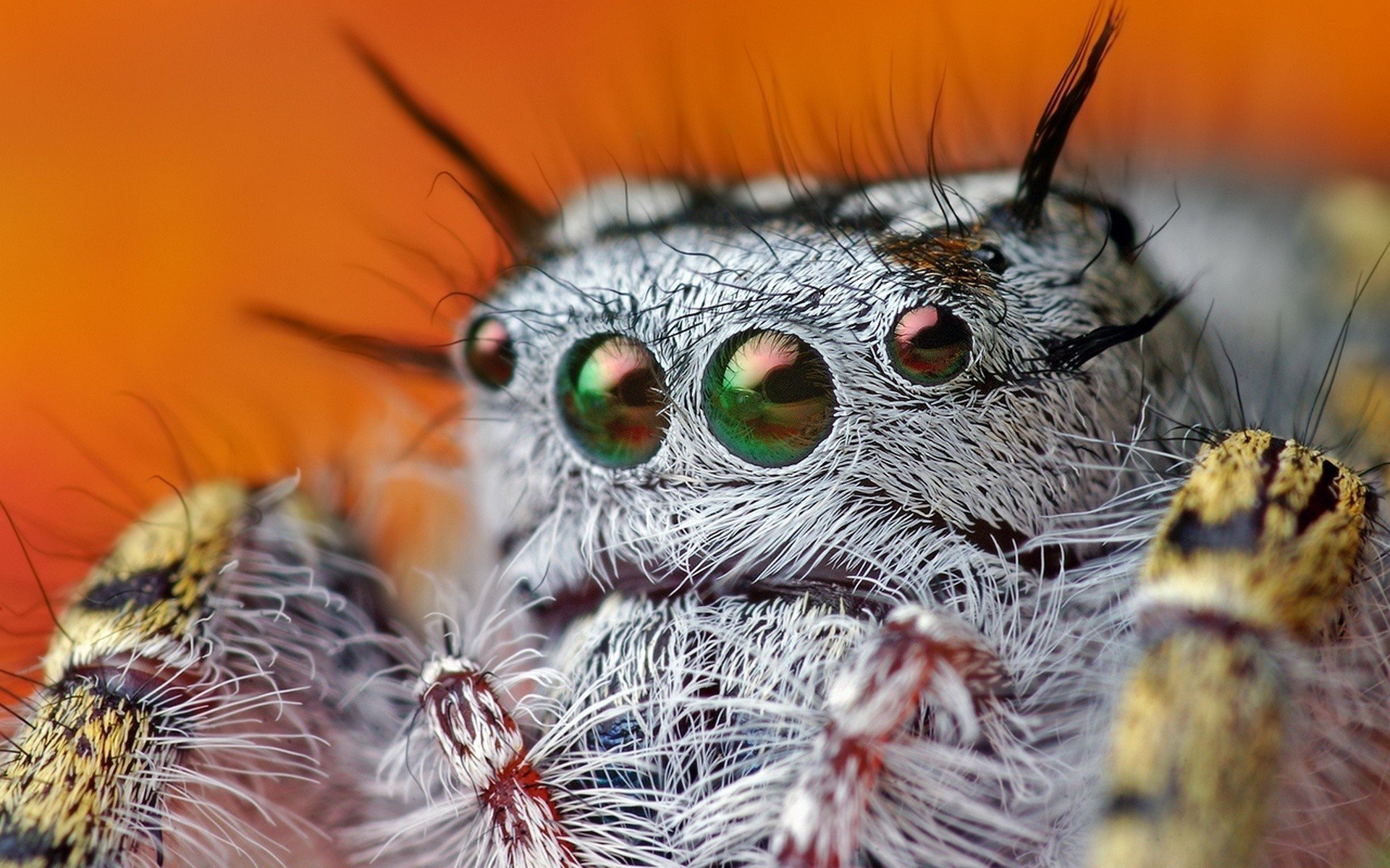 Awesome Spider free wallpaper ID:22291 for hd 1920x1200 desktop